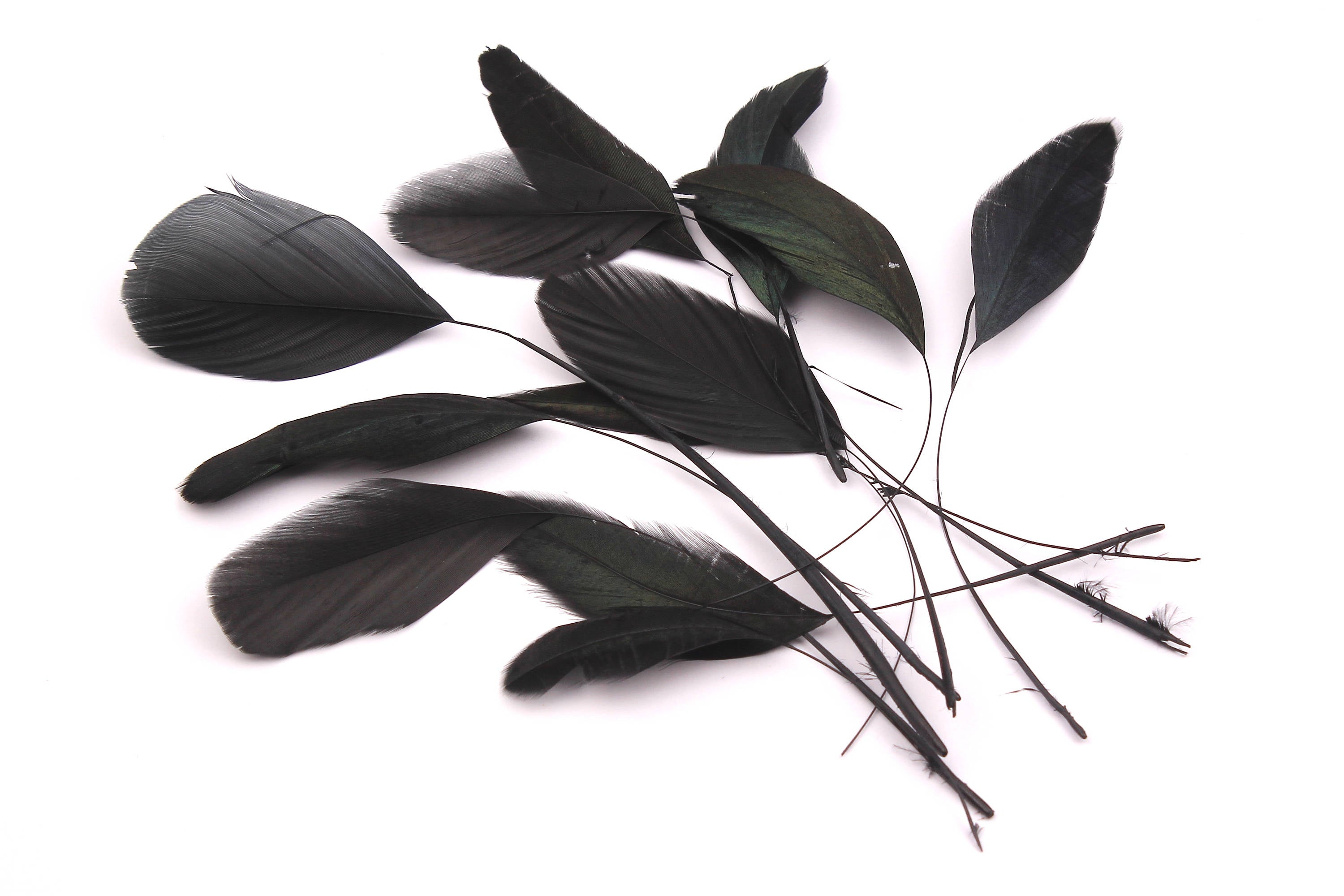 Stripped Rooster Feather - Black Plumage -(12-17cm)- Real Feathers for Jewelry, Costume,Millinery, Decoration, Crafts - 12 Pieces - FF1014BK - DOMEDBAZAAR
