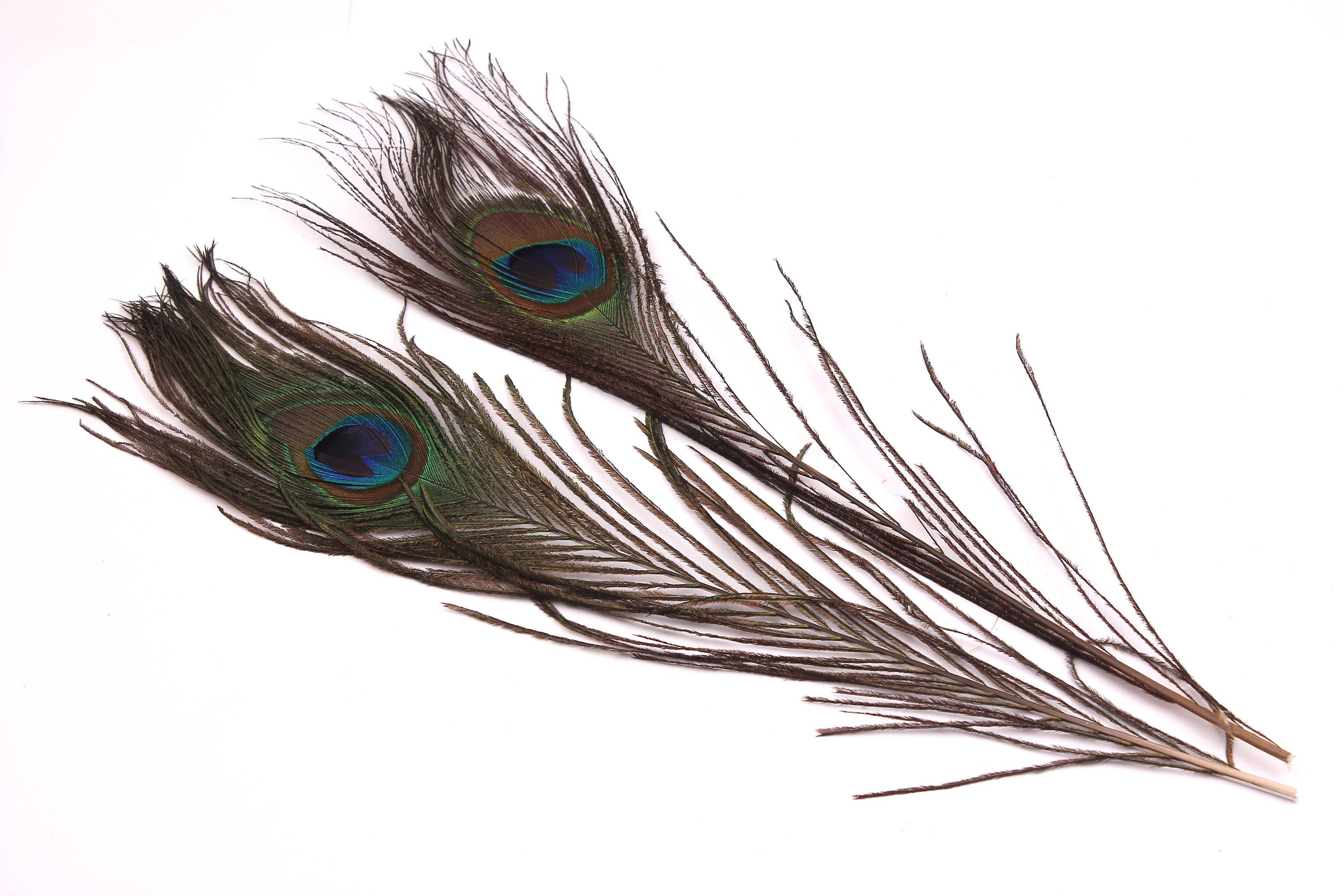 Natural Peacock Feather - Tail Eye Feather - (20-30cm) - Feathers for Jewelry, Costumes, Millinery, Decoration, Crafts - 10 Pieces - FF1010 - DOMEDBAZAAR