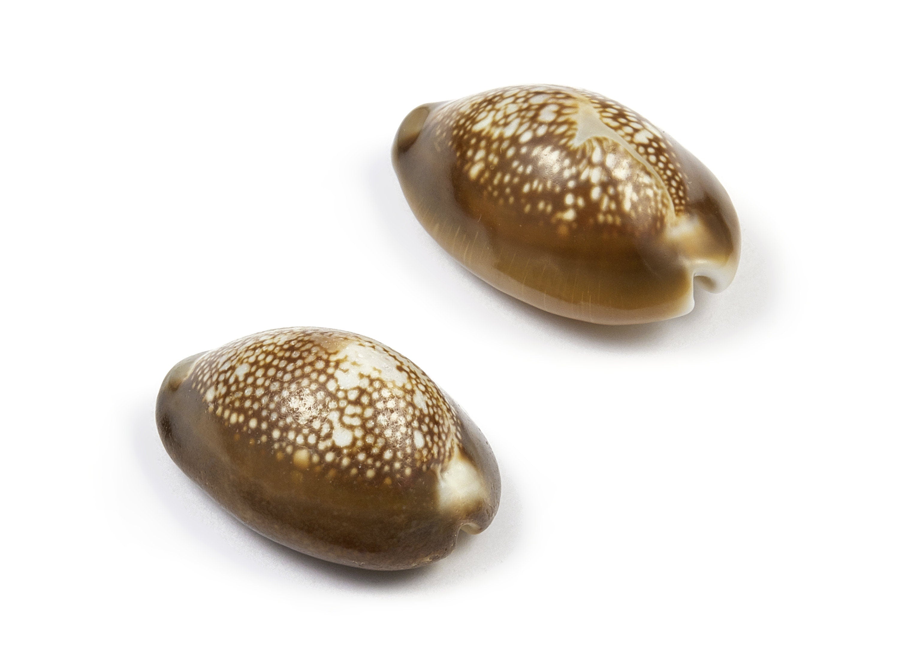 Cowrie Shell Charms - Mussel Shell Earrings and Pendant - Natural Seashell Earrings - No Hole - 34.39x20.5x17.29mm - SF1017 - DOMEDBAZAAR