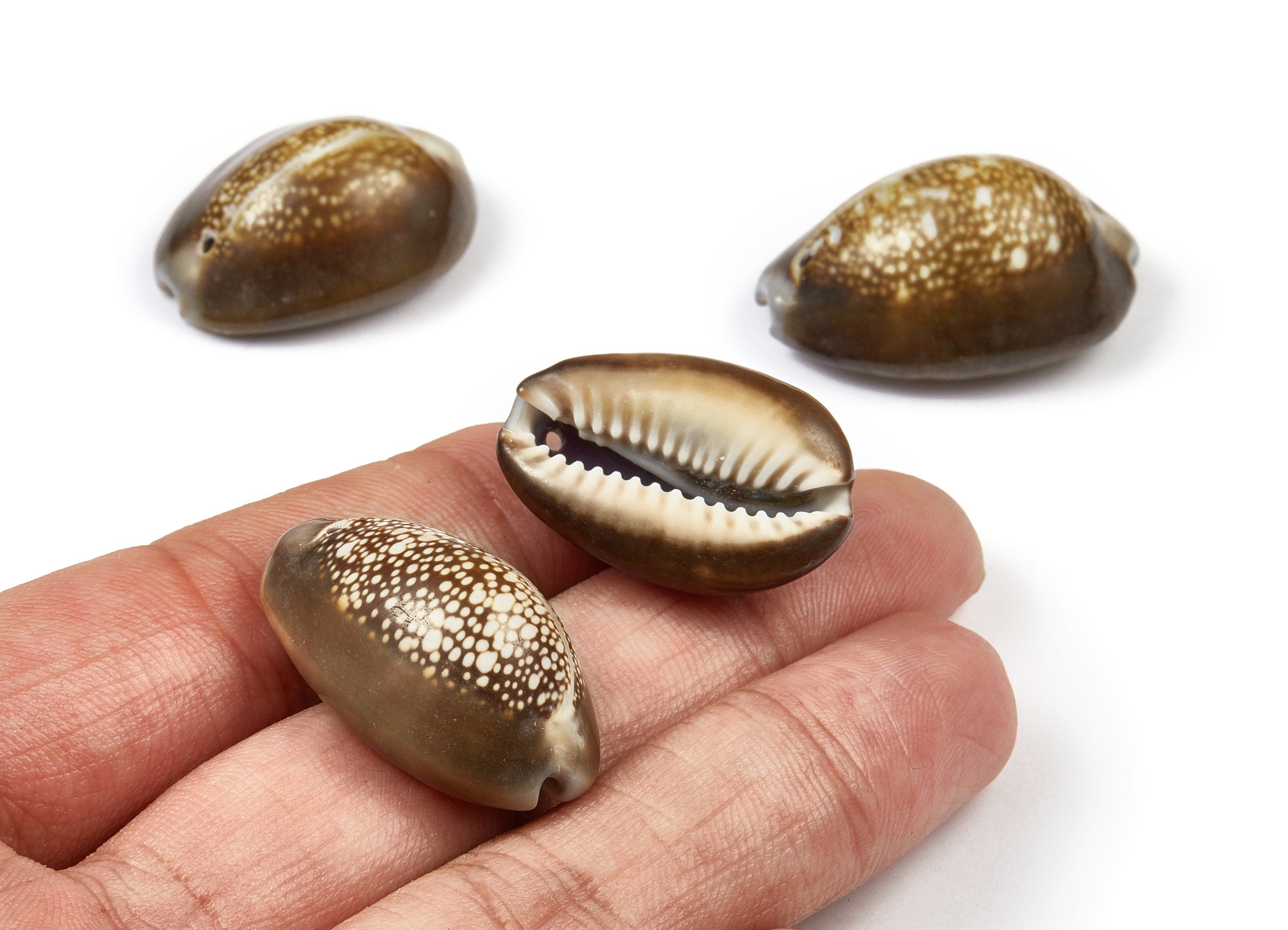 Cowrie Shell Charms - Mussel Shell Earrings and Pendant - Natural Seashell Earrings - 1 Hole - 31.14x21.01x14.08mm - SF1016 - DOMEDBAZAAR