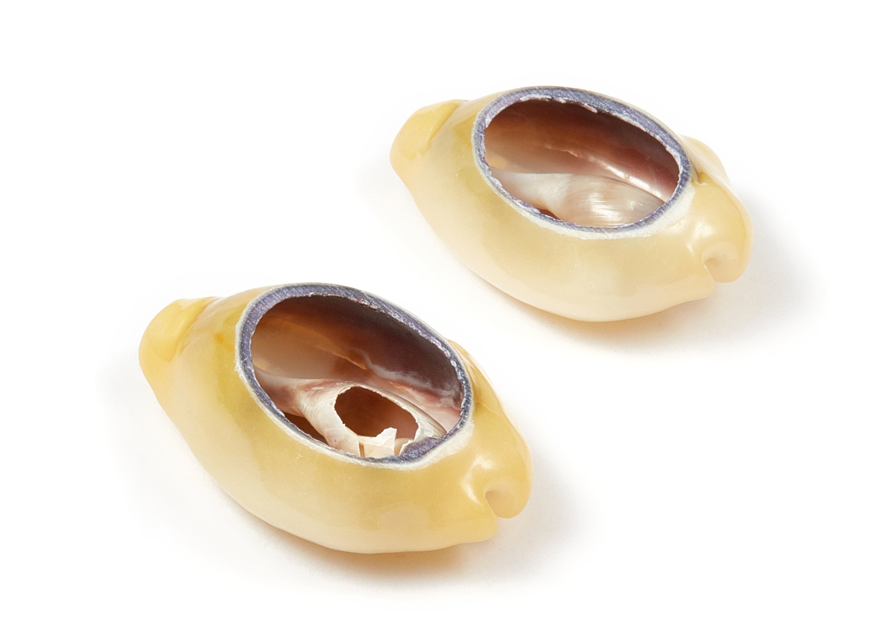 Open Cowrie Charms - Mussel Shell Earrings - Cut Open Seashell Pendant - Natural Seashell Earrings - 26.63x18.73x8.41mm - SF1013 - DOMEDBAZAAR