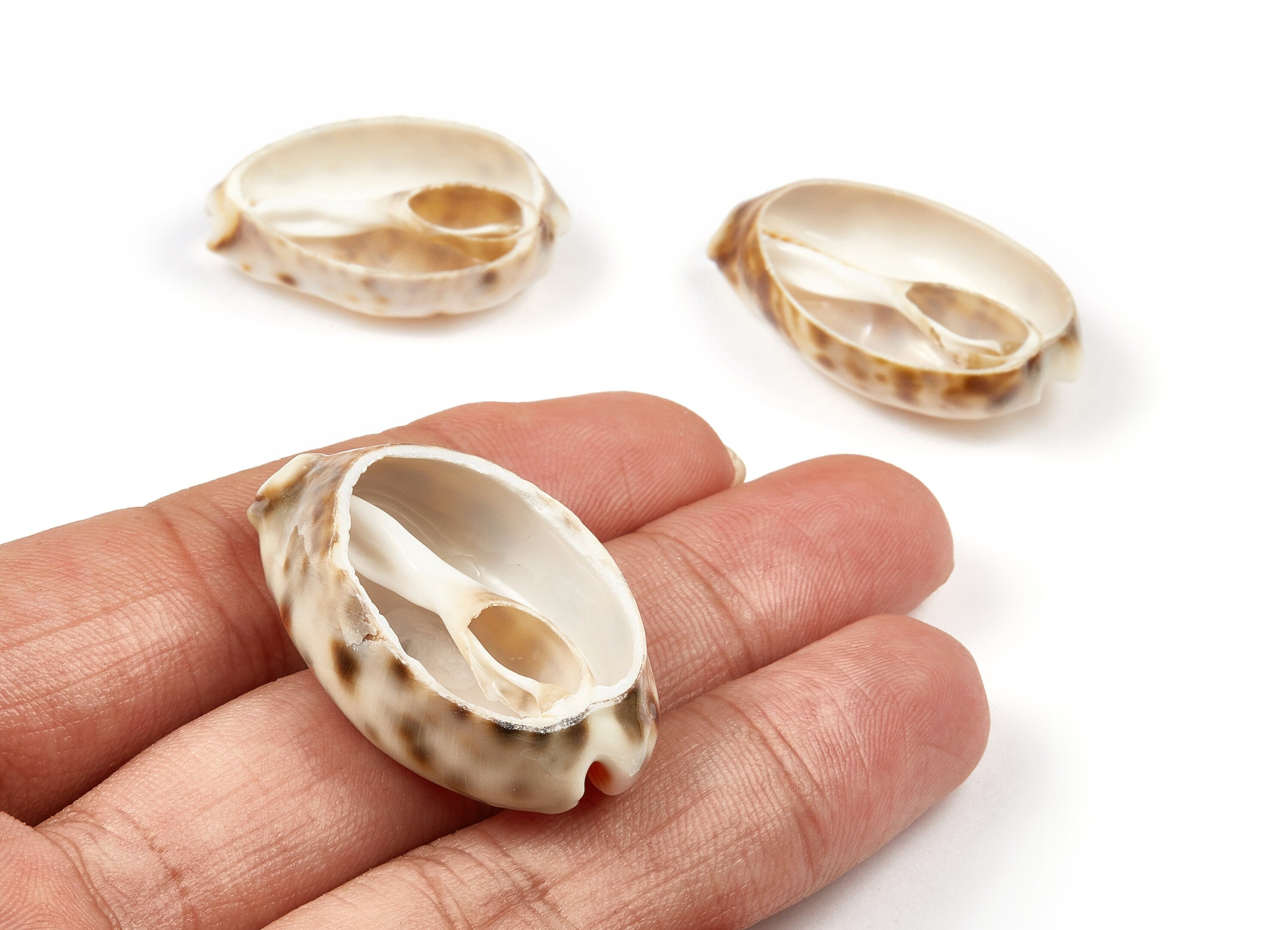 Open Cowrie Charms - Mussel Shell Earrings - Cut Open Seashell Pendant - Natural Seashell Earrings - 35.21x17.5x6.89mm - SF1015 - DOMEDBAZAAR