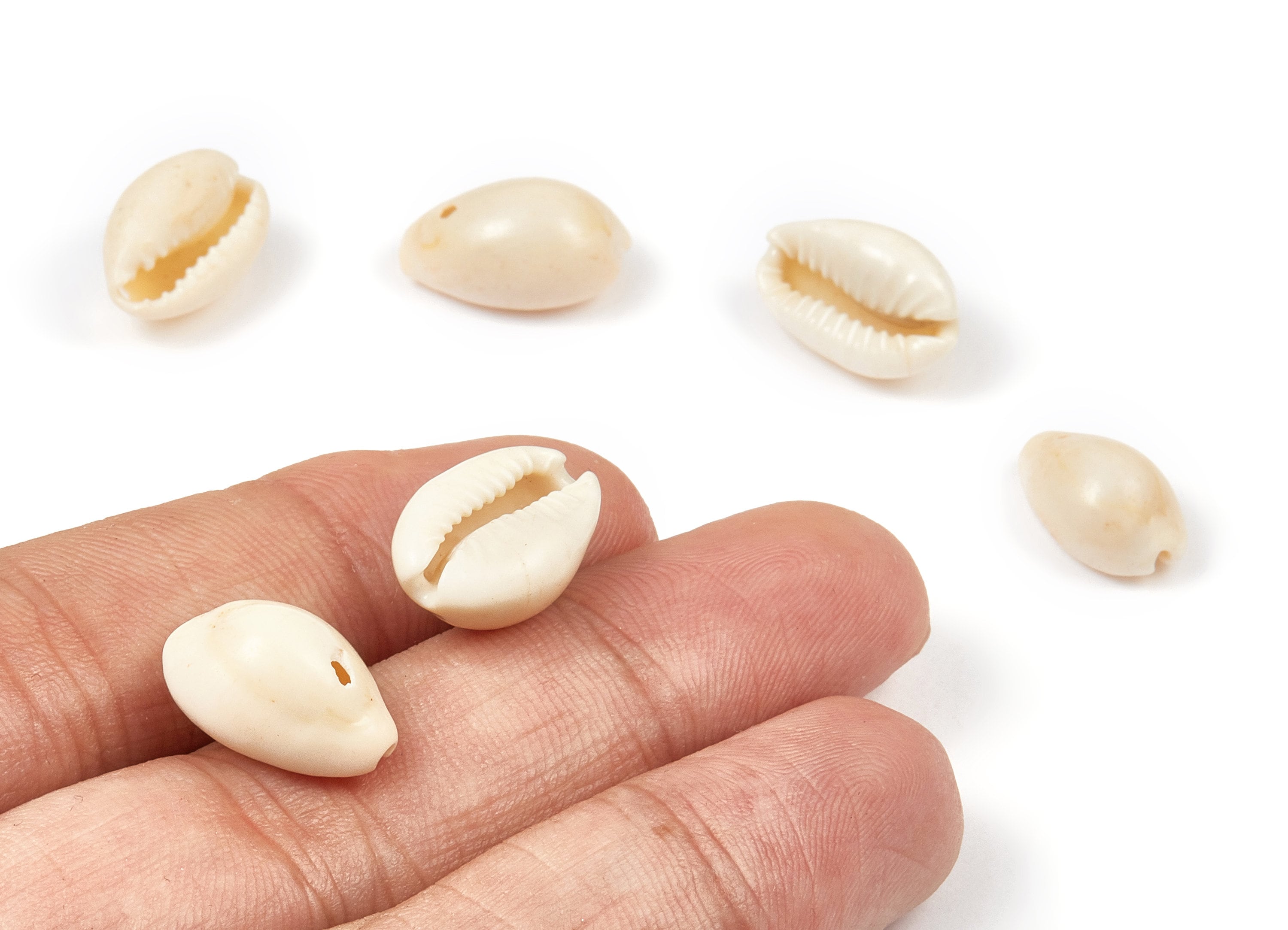 Cowrie Seashell Charms - Mussel Shell Earrings and Pendant - Natural Seashell Earrings - 1 Hole - 16.06x10.64x8.11mm - SF1048 - DOMEDBAZAAR