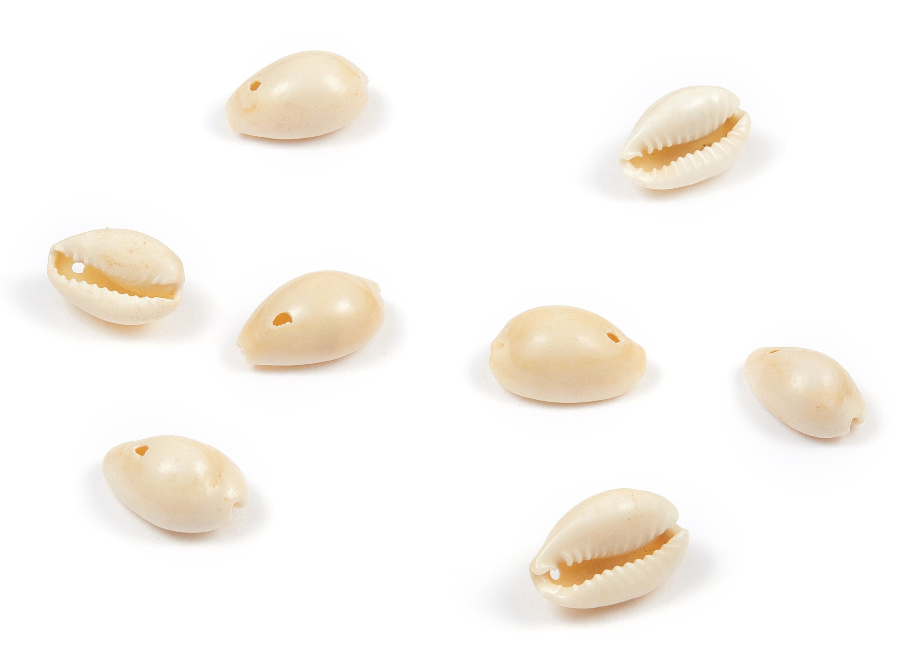 Cowrie Seashell Charms - Mussel Shell Earrings and Pendant - Natural Seashell Earrings - 1 Hole - 16.06x10.64x8.11mm - SF1048 - DOMEDBAZAAR