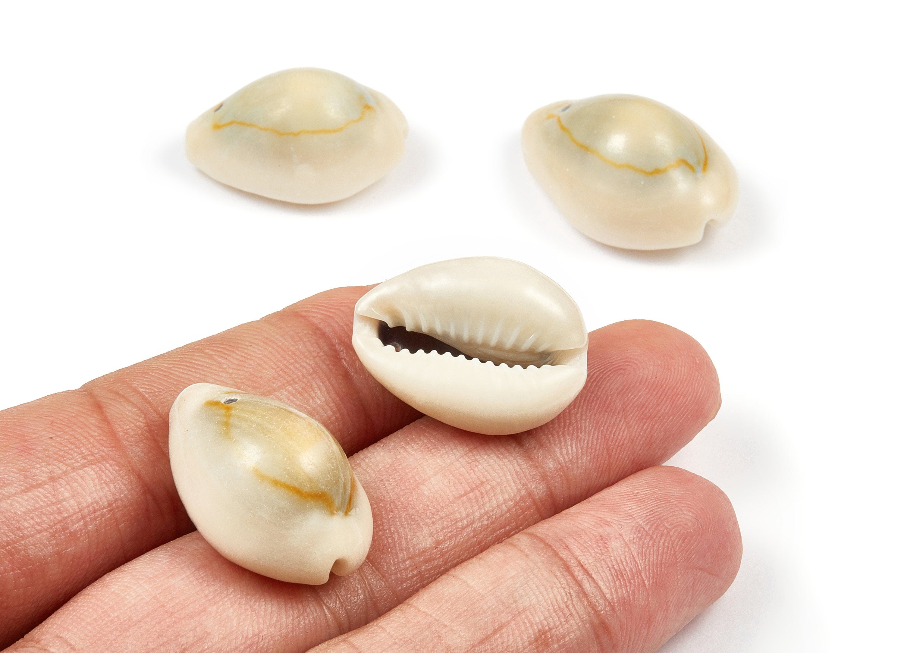 Cowrie Seashell Charms - Mussel Shell Earrings and Pendant - Natural Seashell Earrings - 1 Hole - 25.31x16.29x11.33mm - SF1052 - DOMEDBAZAAR