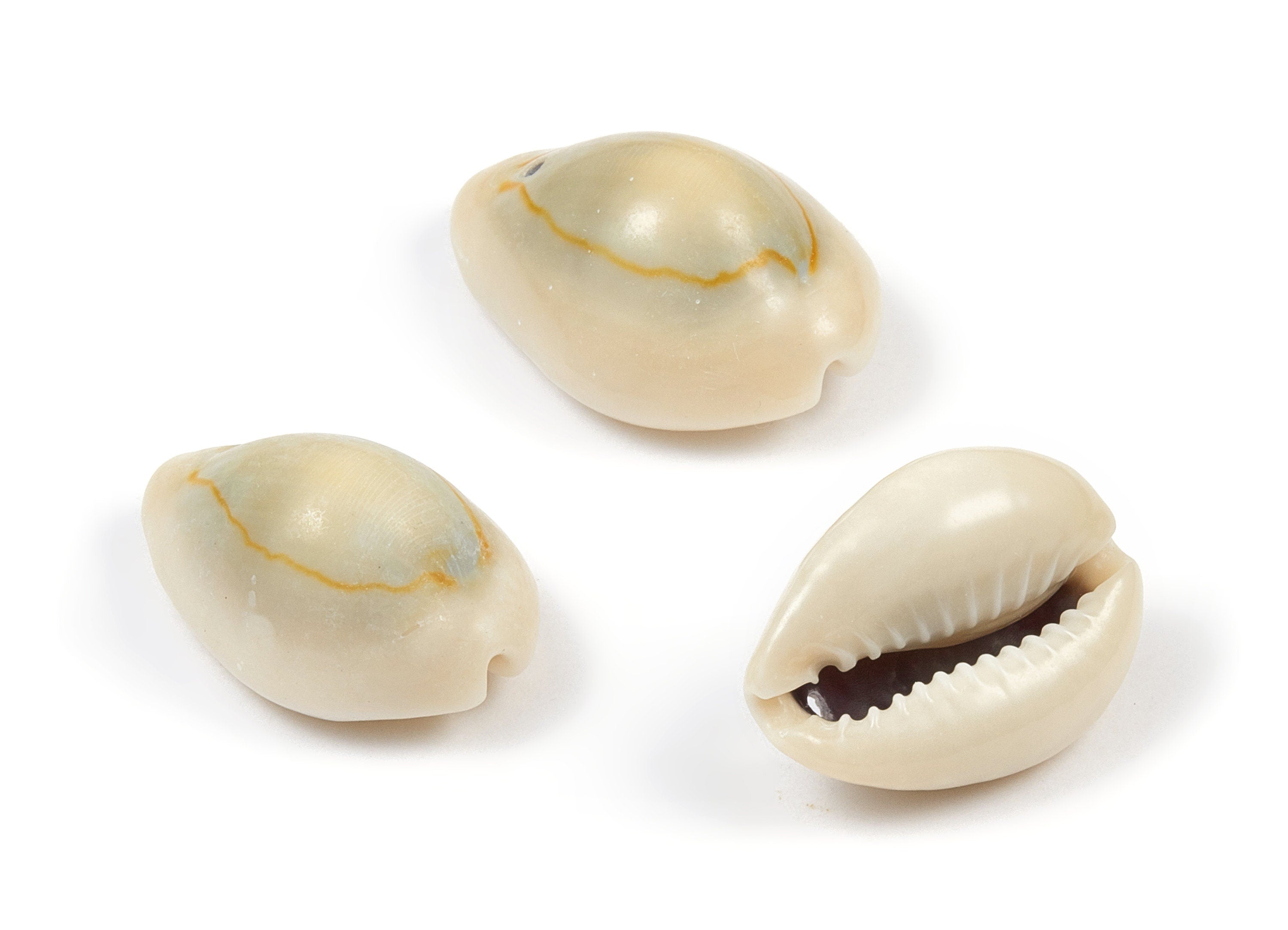 Cowrie Seashell Charms - Mussel Shell Earrings and Pendant - Natural Seashell Earrings - 1 Hole - 25.31x16.29x11.33mm - SF1052 - DOMEDBAZAAR