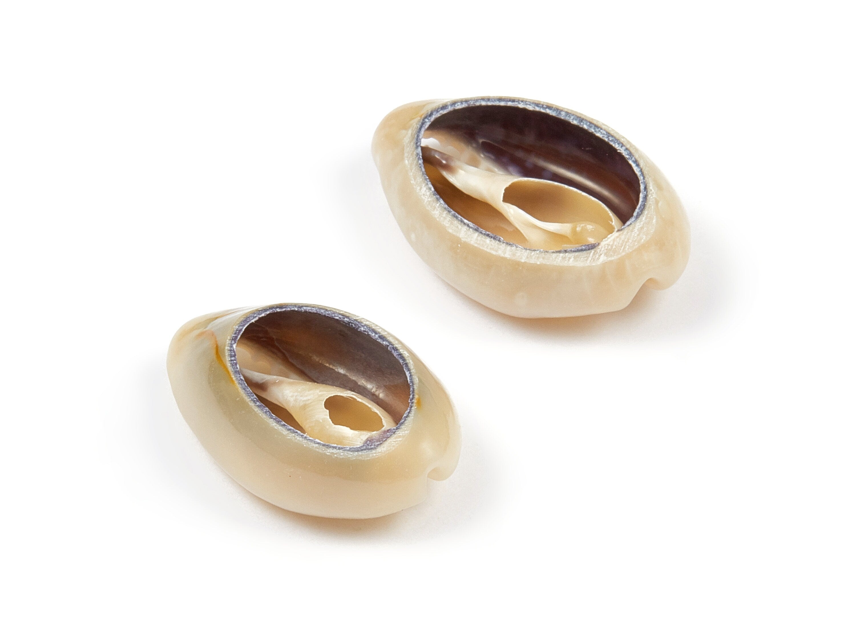 Open Cowrie Charms - Mussel Shell Earrings - Cut Open Seashell Pendant - Natural Seashell Earrings - 21.01x15.61x6.99mm - SF1049 - DOMEDBAZAAR