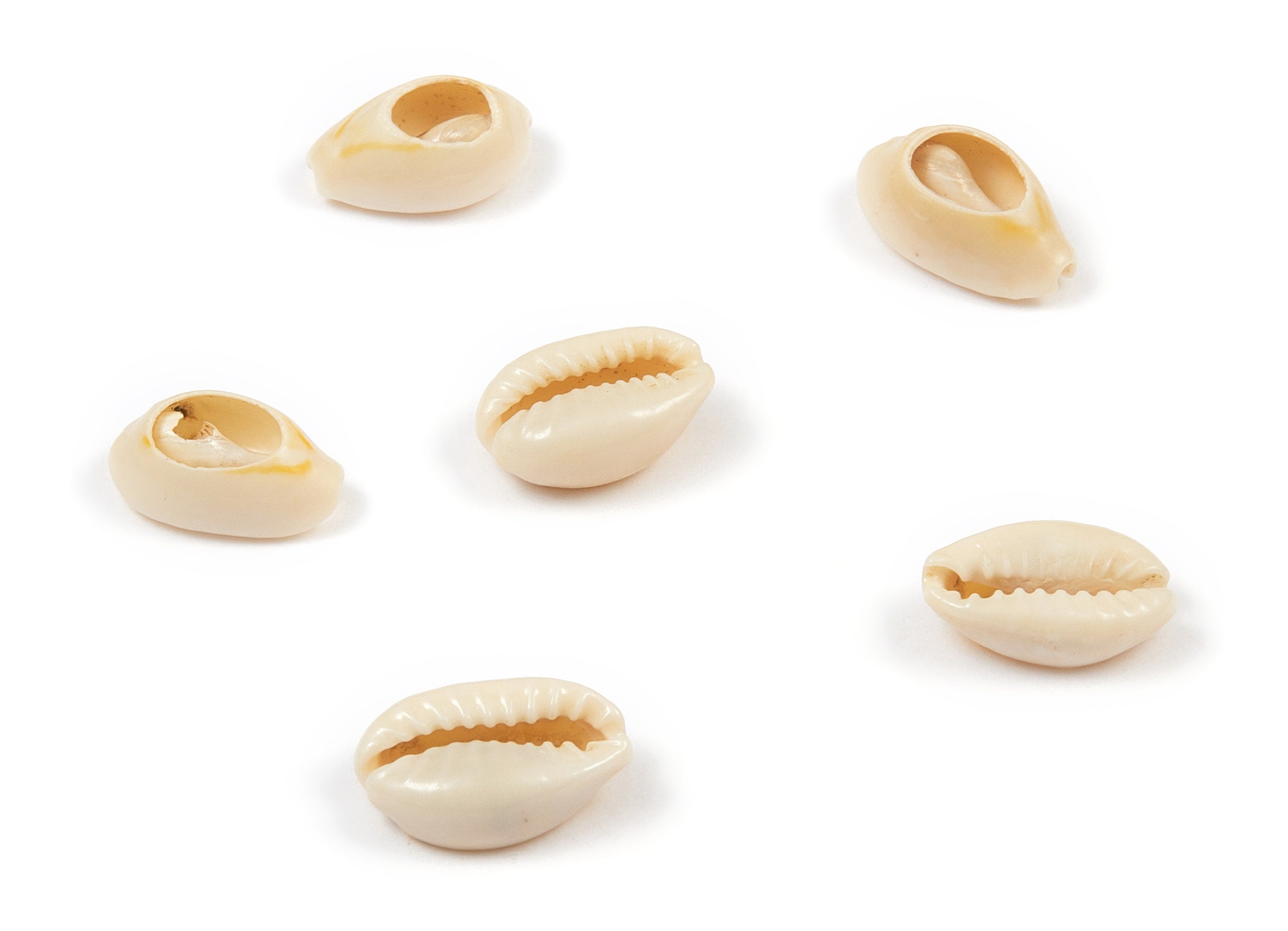 Open Cowrie Charms - Mussel Shell Earrings - Cut Open Seashell Pendant - Natural Seashell Earrings - 13.26x9.06x4.48mm - SF1047 - DOMEDBAZAAR