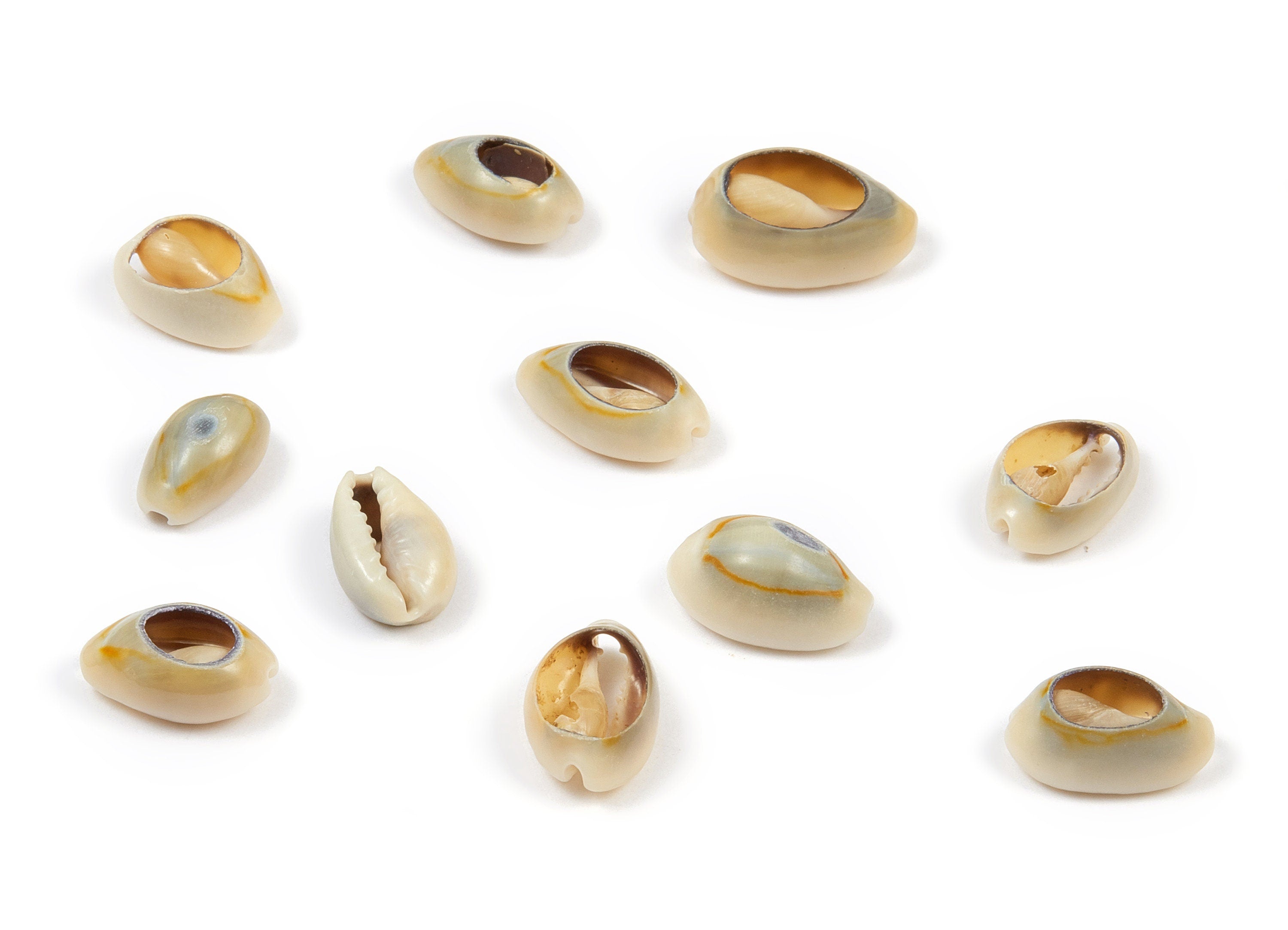 Open Cowrie Charms - Mussel Shell Earrings - Cut Open Seashell Pendant - Natural Seashell Earrings - 14.31x9.86x5.83mm - SF1046 - DOMEDBAZAAR