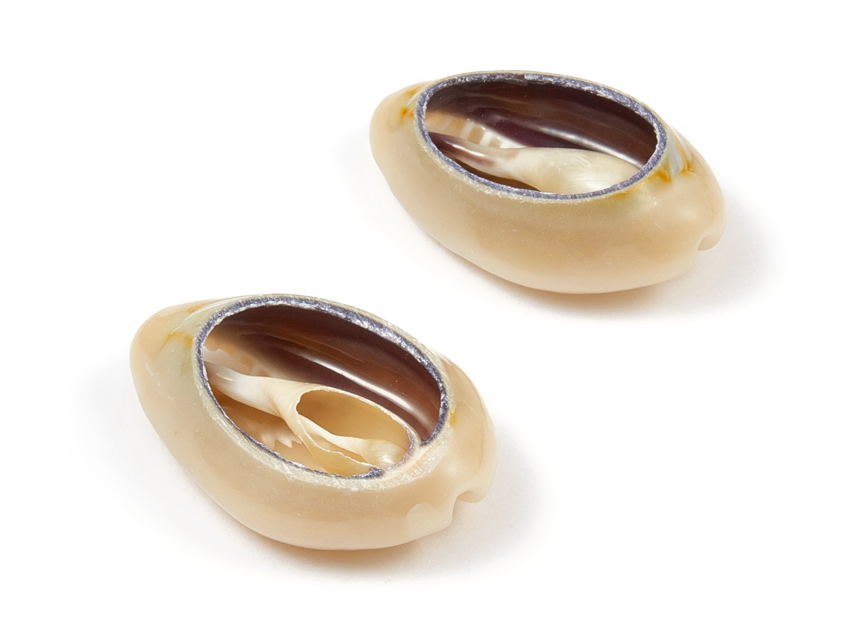 Open Cowrie Charms - Cut Open Seashell Earrings and Pendant - Mussel Shell Earrings - Natural Seashell Earring - 20.76x15.47x9.63mm - SF1050 - DOMEDBAZAAR