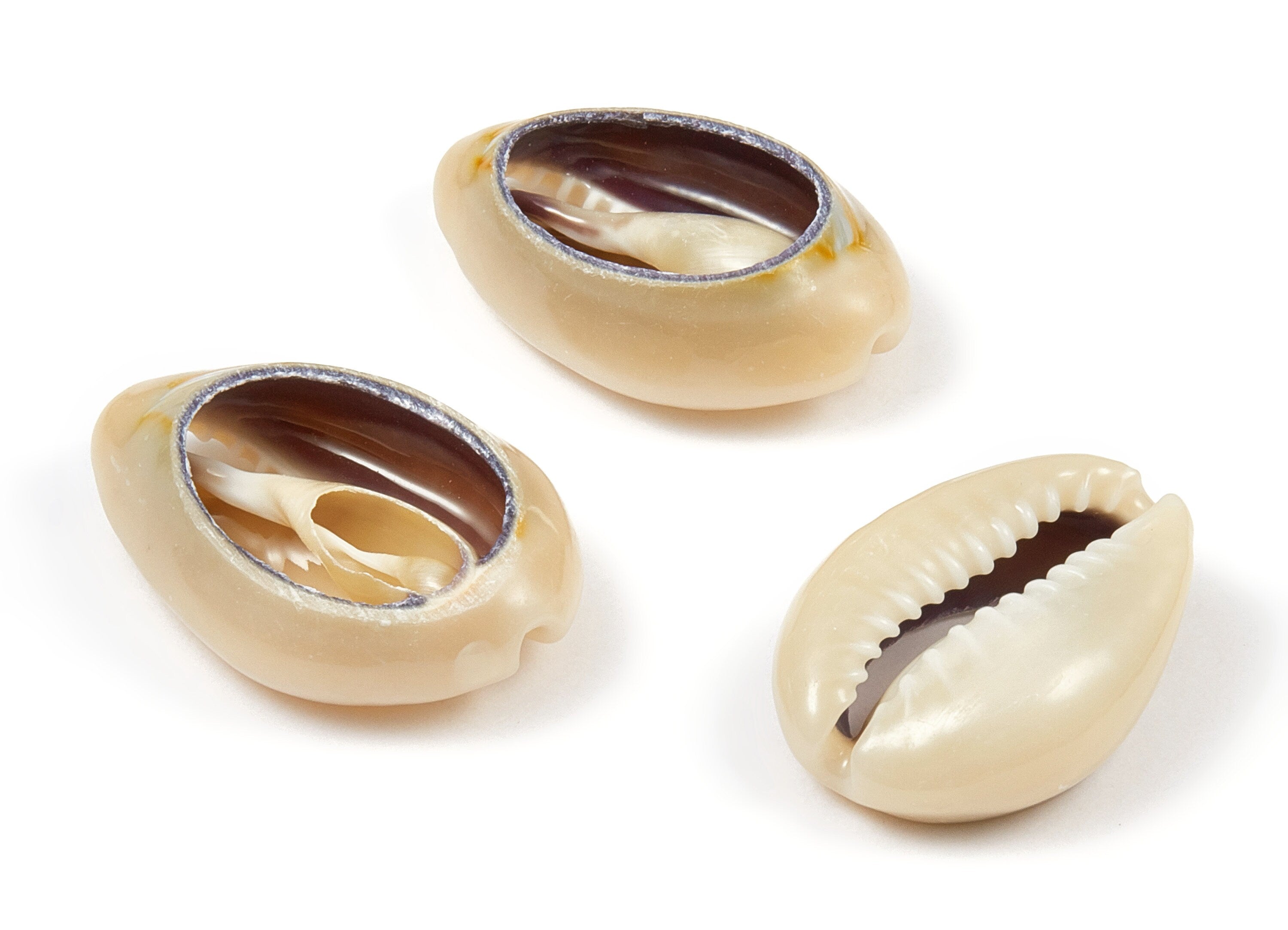 Open Cowrie Charms - Cut Open Seashell Earrings and Pendant - Mussel Shell Earrings - Natural Seashell Earring - 20.76x15.47x9.63mm - SF1050 - DOMEDBAZAAR