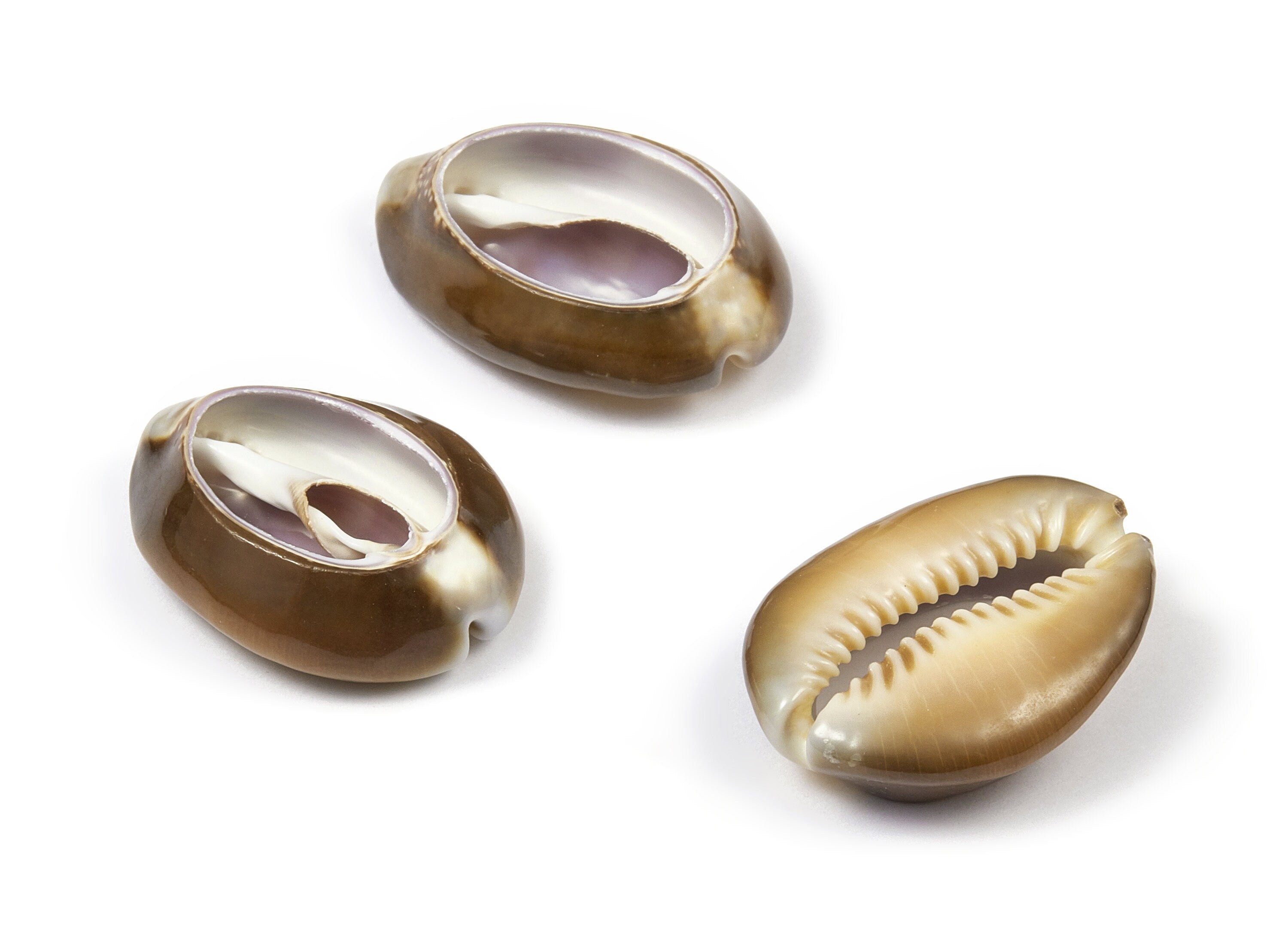 Open Cowrie Charms - Mussel Shell Earrings - Cut Open Seashell Pendant - Natural Seashell Earrings - 30.79x23.27x7.27mm - SF1012 - DOMEDBAZAAR
