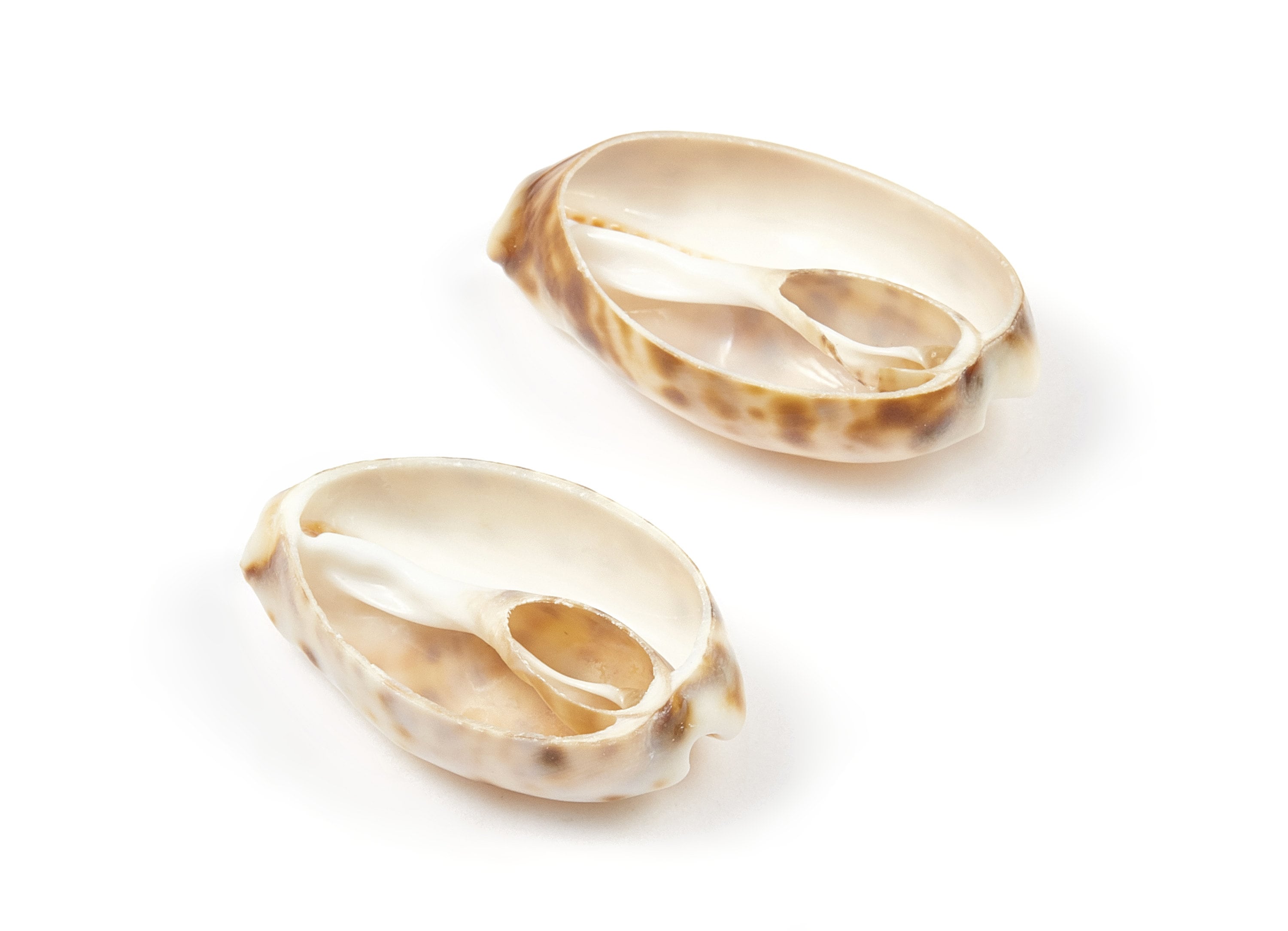Open Cowrie Charms - Mussel Shell Earrings - Cut Open Seashell Pendant - Natural Seashell Earrings - 35.21x17.5x6.89mm - SF1015 - DOMEDBAZAAR