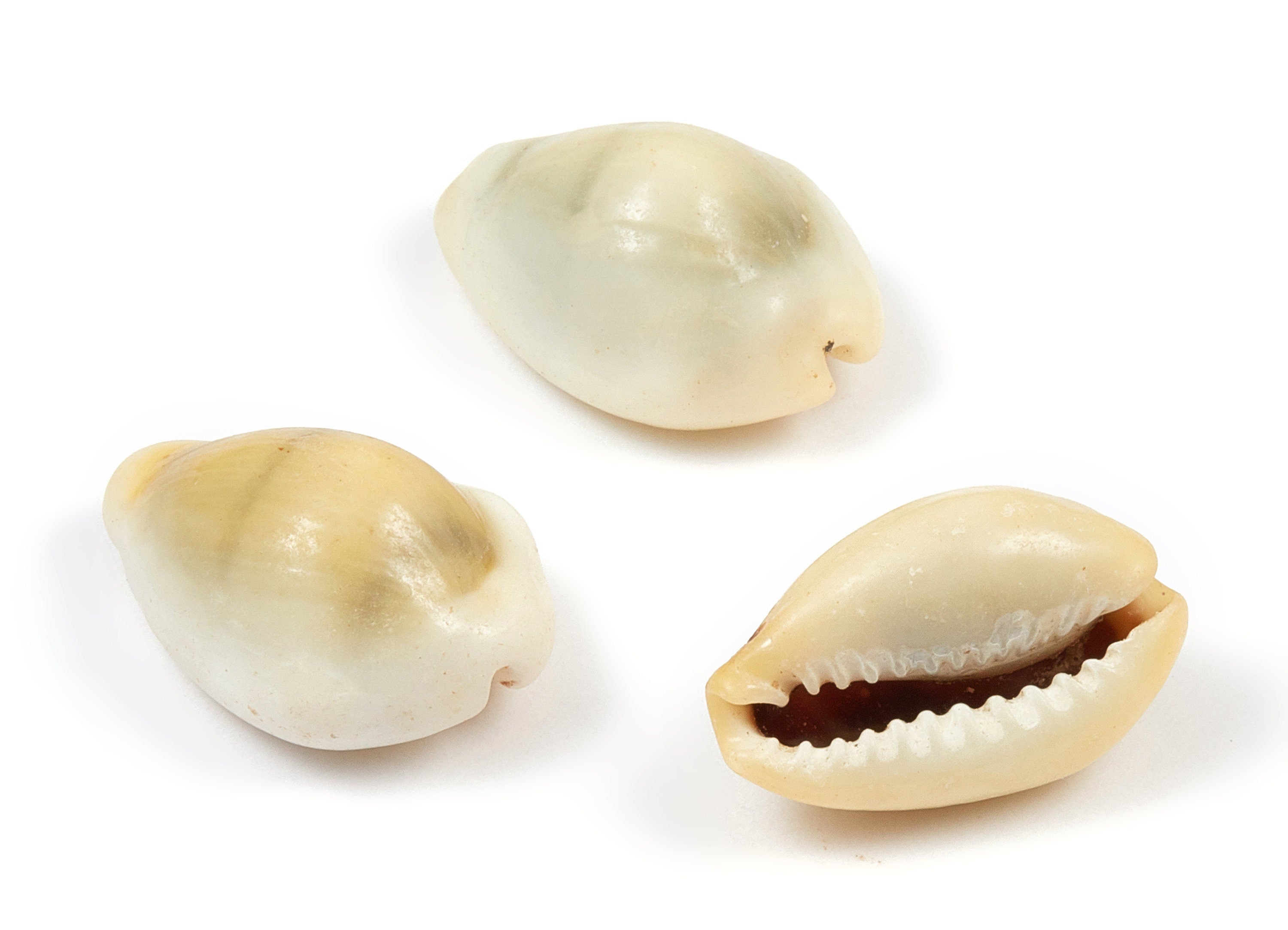Cowrie Shell Charms - Mussel Shell Earrings and Pendant - Natural Seashell Earrings - No Hole - 23.55x14.77x10.5mm - SF1014 - DOMEDBAZAAR