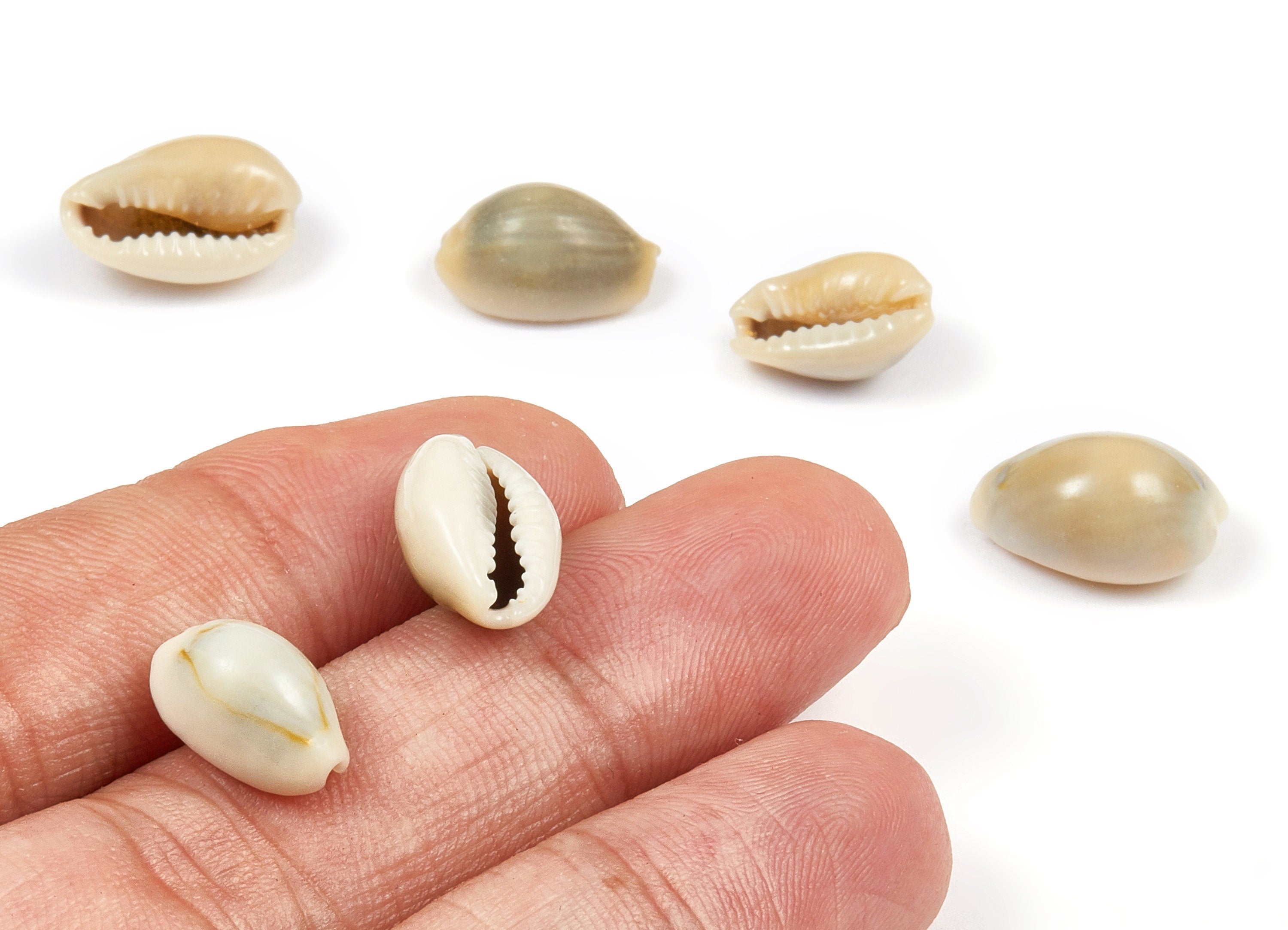 Cowrie Seashell Charms - Mussel Shell Earrings and Pendant - Natural Seashell Earrings - No Hole - 13.51x8.59x5.96mm - SF1045 - DOMEDBAZAAR