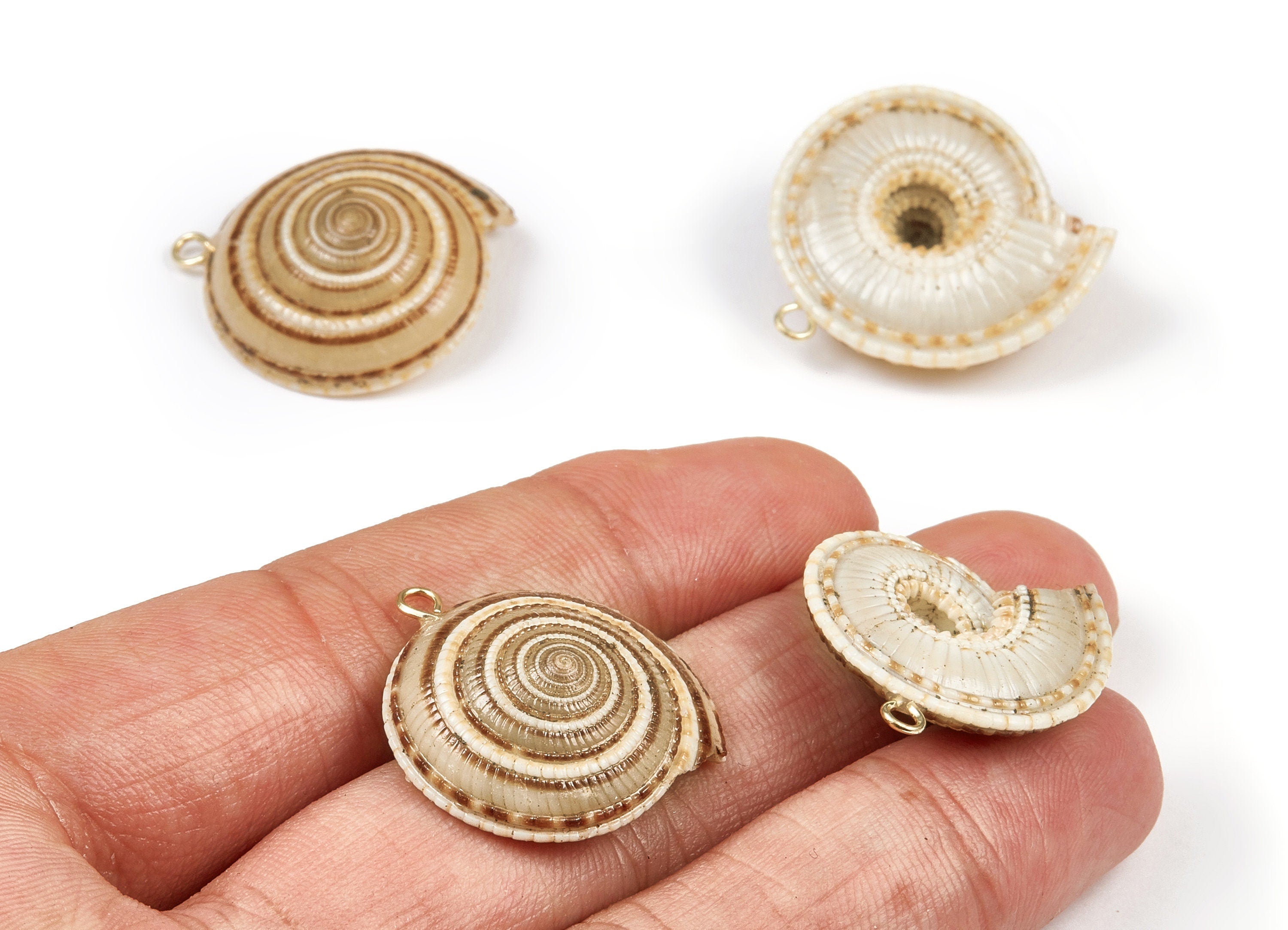 Whelk Seashell Charms - Seashell Earrings and Pendant- Earring Charms - Natural Seashell - 1 Hole - 27.9x26.6 - SF1096 - DOMEDBAZAAR