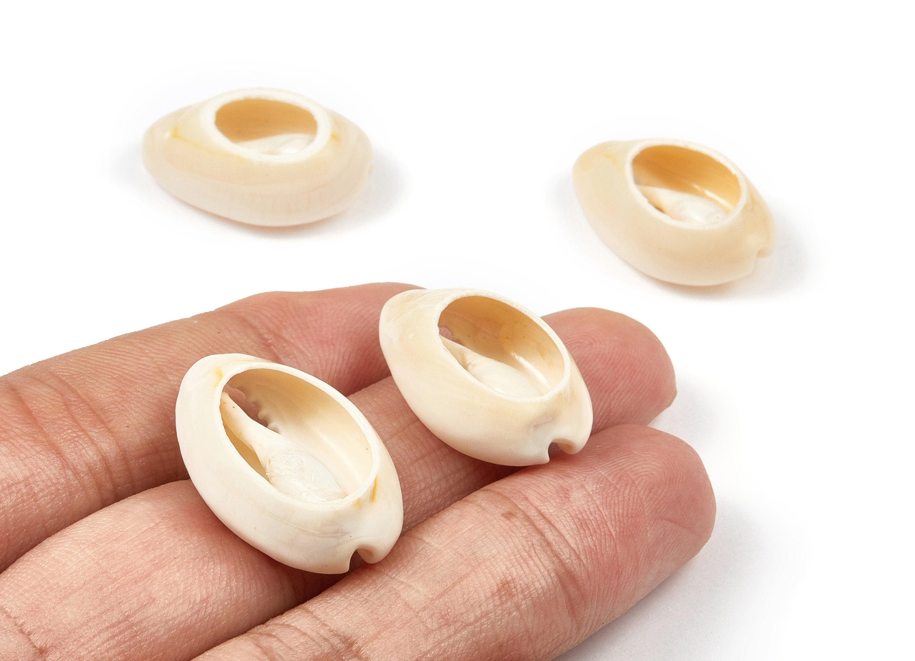 Open Cowrie Charms - Mussel Shell Earrings - Cut Open Seashell Pendant - Natural Seashell Earrings - 22.46x15.15x8.53mm - SF1051 - DOMEDBAZAAR