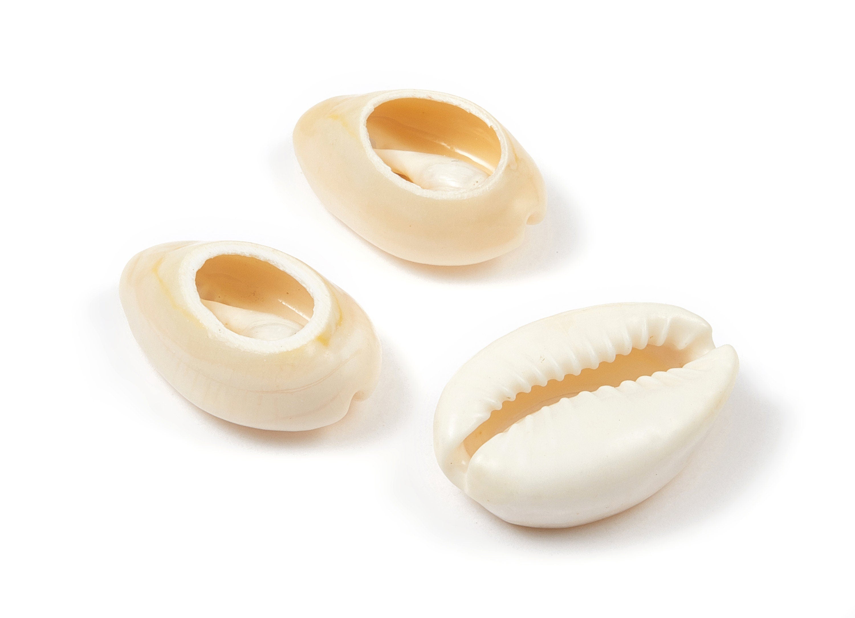 Open Cowrie Charms - Mussel Shell Earrings - Cut Open Seashell Pendant - Natural Seashell Earrings - 22.46x15.15x8.53mm - SF1051 - DOMEDBAZAAR