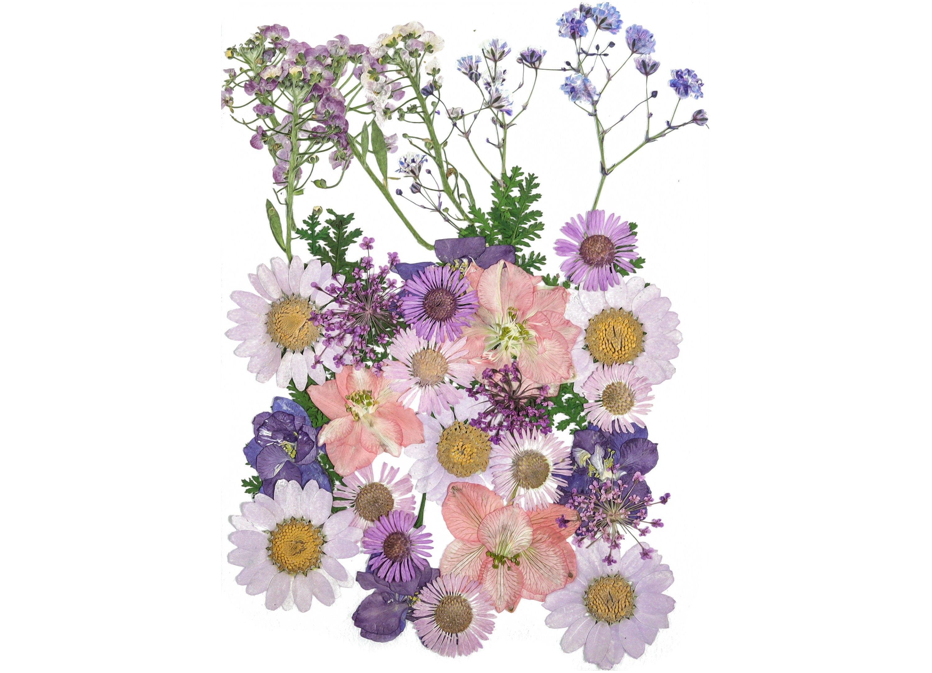 Dried Pressed Flowers For Crafts - Pressed Flowers Mix Pack - Dry Pressed Flower Art - Dried Real Flowers - Card Making - 145x106mm - HM1027 - DOMEDBAZAAR