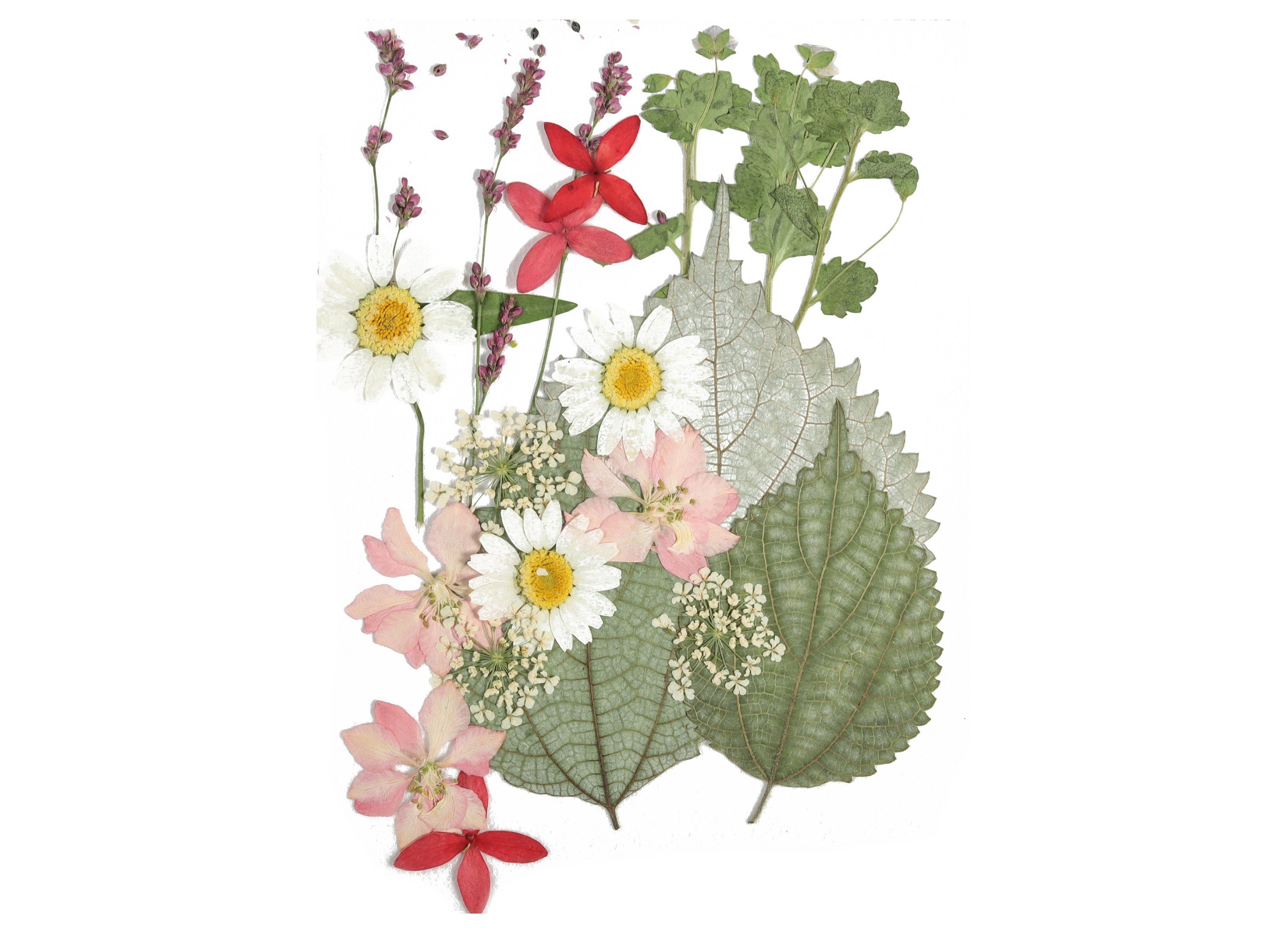 Dried Pressed Flowers For Crafts - Pressed Flowers Mix Pack - Dry Pressed Flower Art - Dried Real Flowers - Card Making - 145x106mm - HM1028 - DOMEDBAZAAR