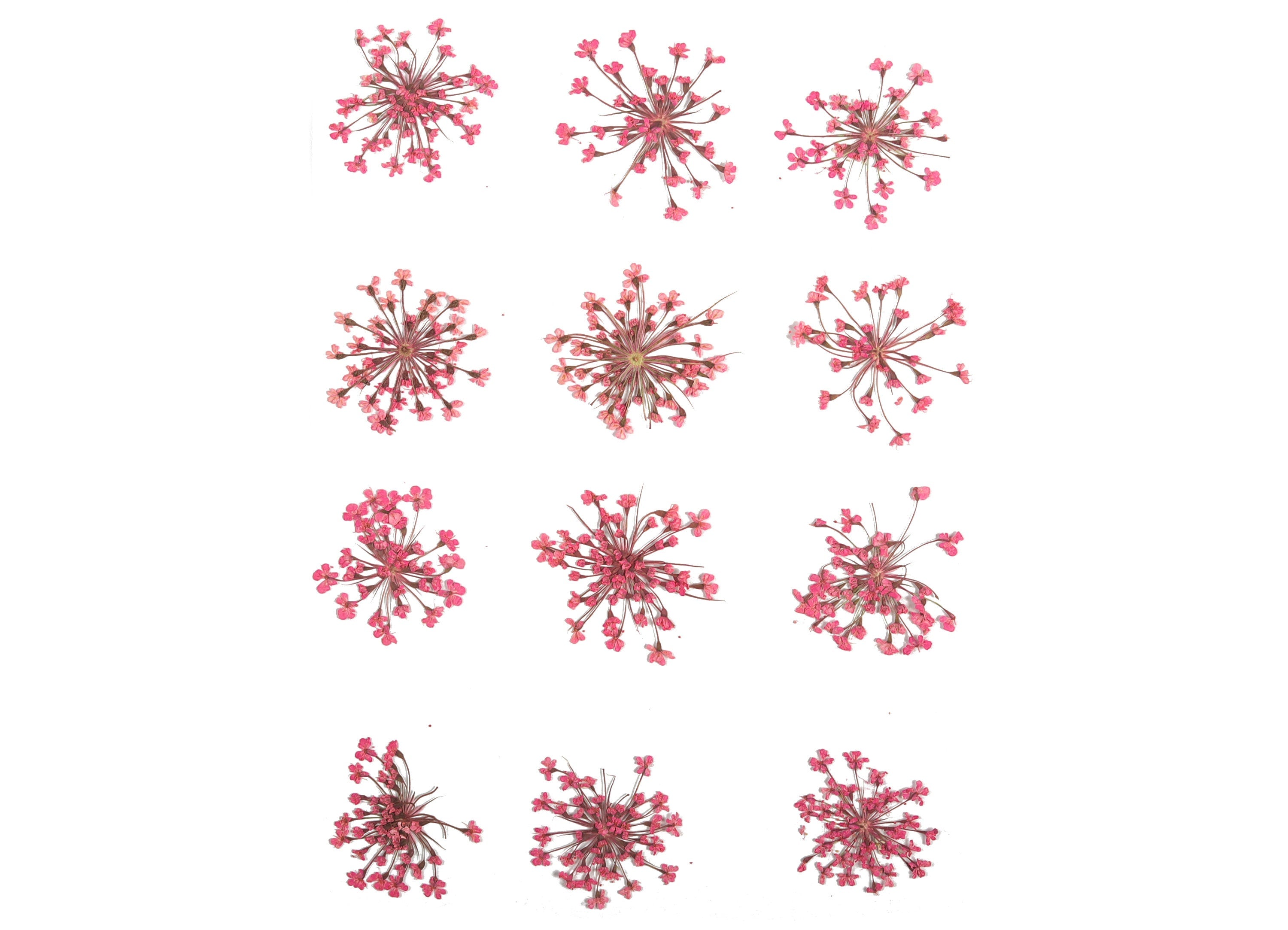 Dried Real Flowers For Crafts - Pressed Rose Red Snow Bead Flower - Dry Pressed Flower Art - Dried Real Flowers - 123.85x90.09mm - HM1038 - DOMEDBAZAAR