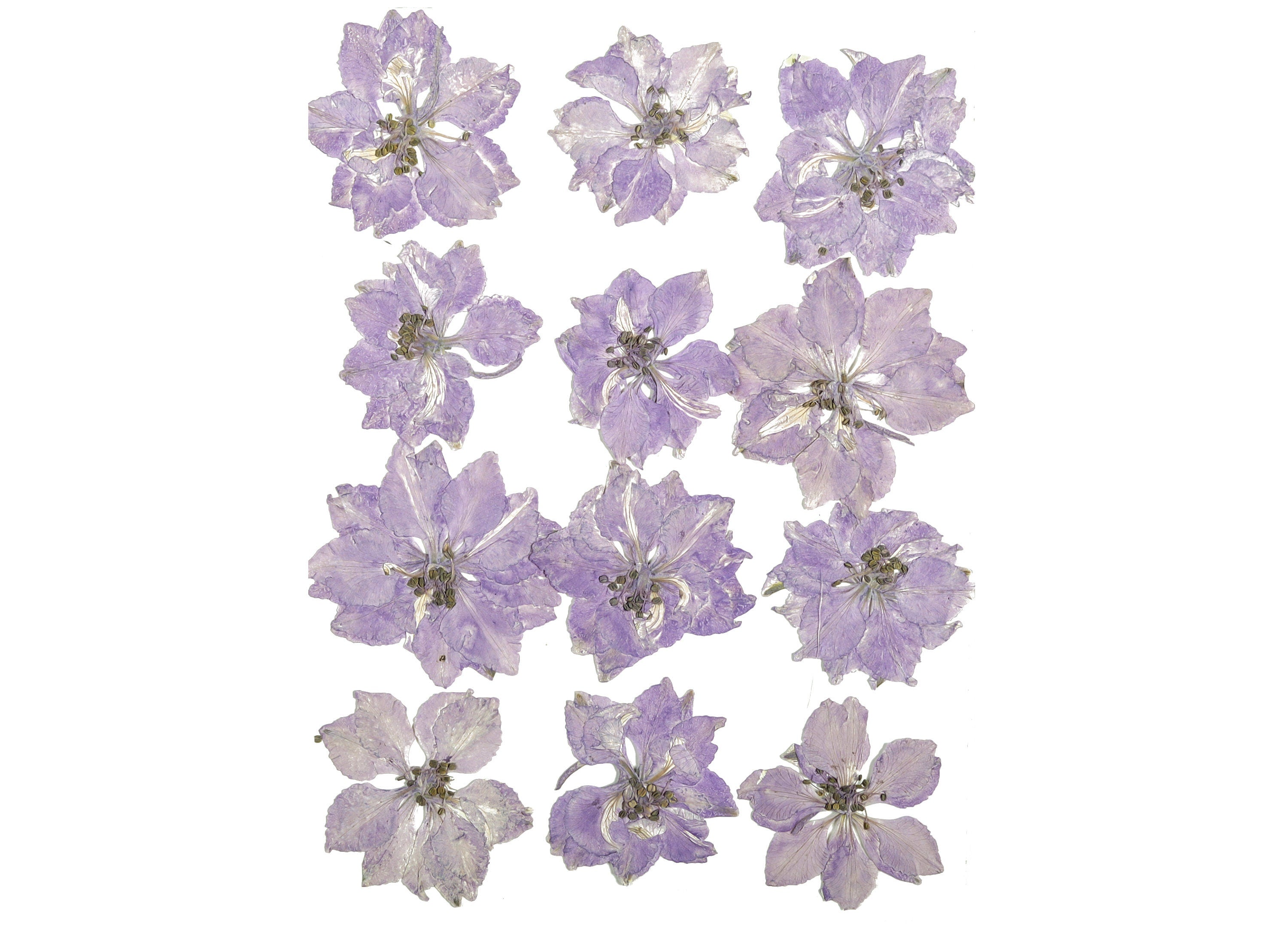 Dried Real Flowers For Crafts - Delphinium Stained With Light Purple - Dry Pressed Flower Art - Dried Real Flowers - 123.85x90.09mm - HM1040 - DOMEDBAZAAR