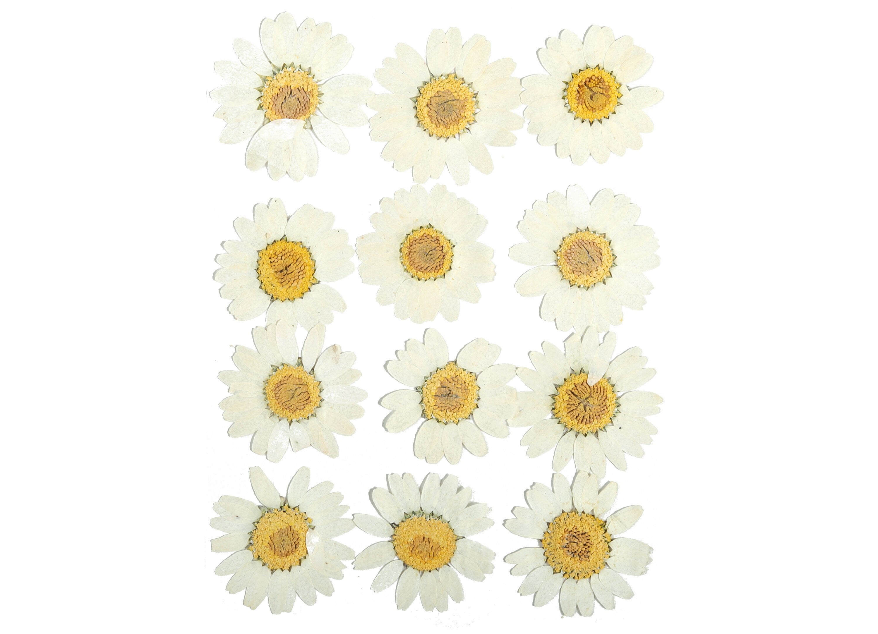 Dried Real Flowers For Crafts - Pressed White Bai Jingju - Dry Pressed Flower Art - Dried Real Flowers - Card Making - 123.85x90mm - HM1044 - DOMEDBAZAAR