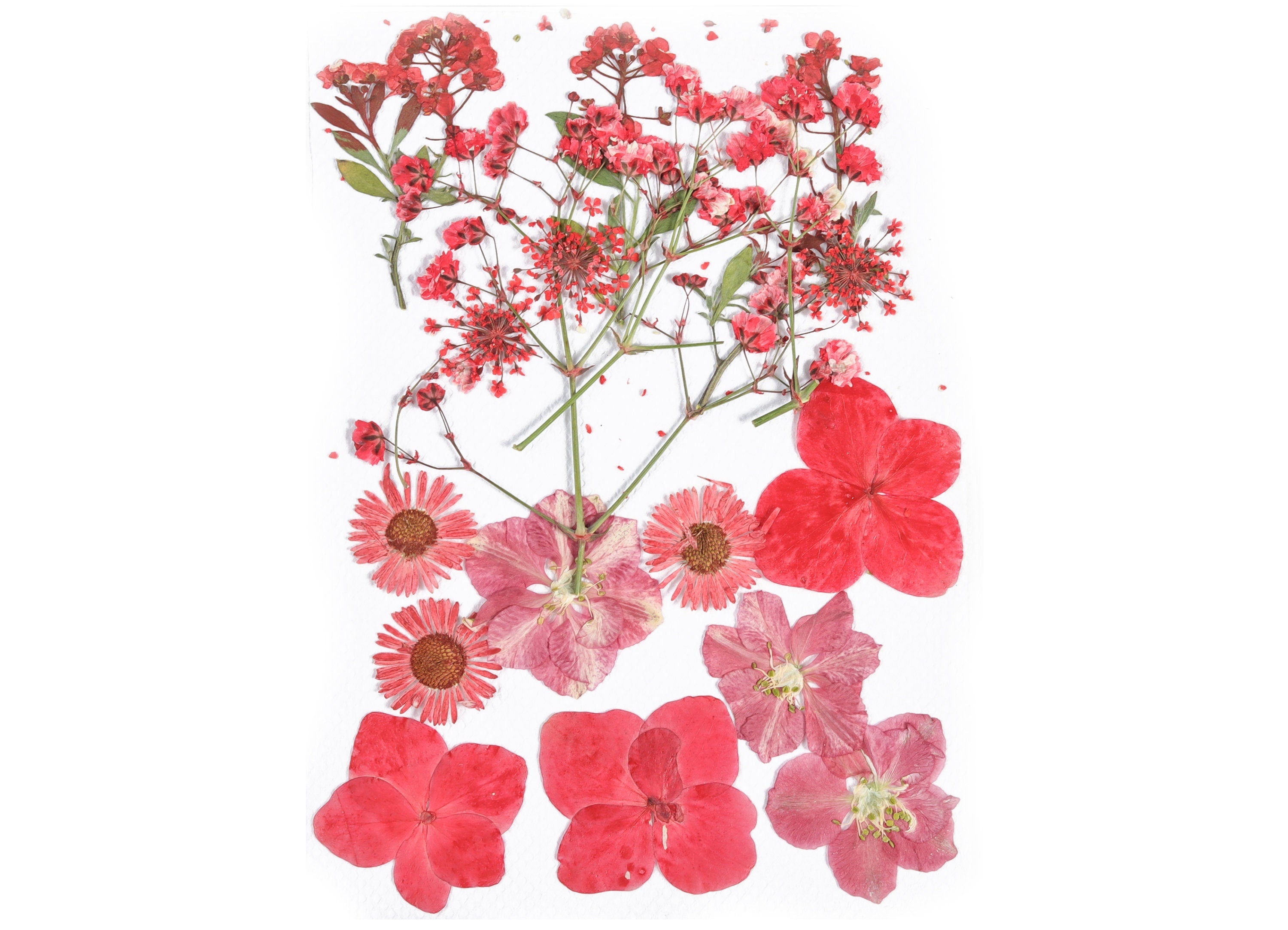 Dried Pressed Flowers for Crafts - Flowers Mix Pack - Dry Pressed Flower Art - Real Flowers for Resin - Card Making - 145x106mm - HM1021 - DOMEDBAZAAR