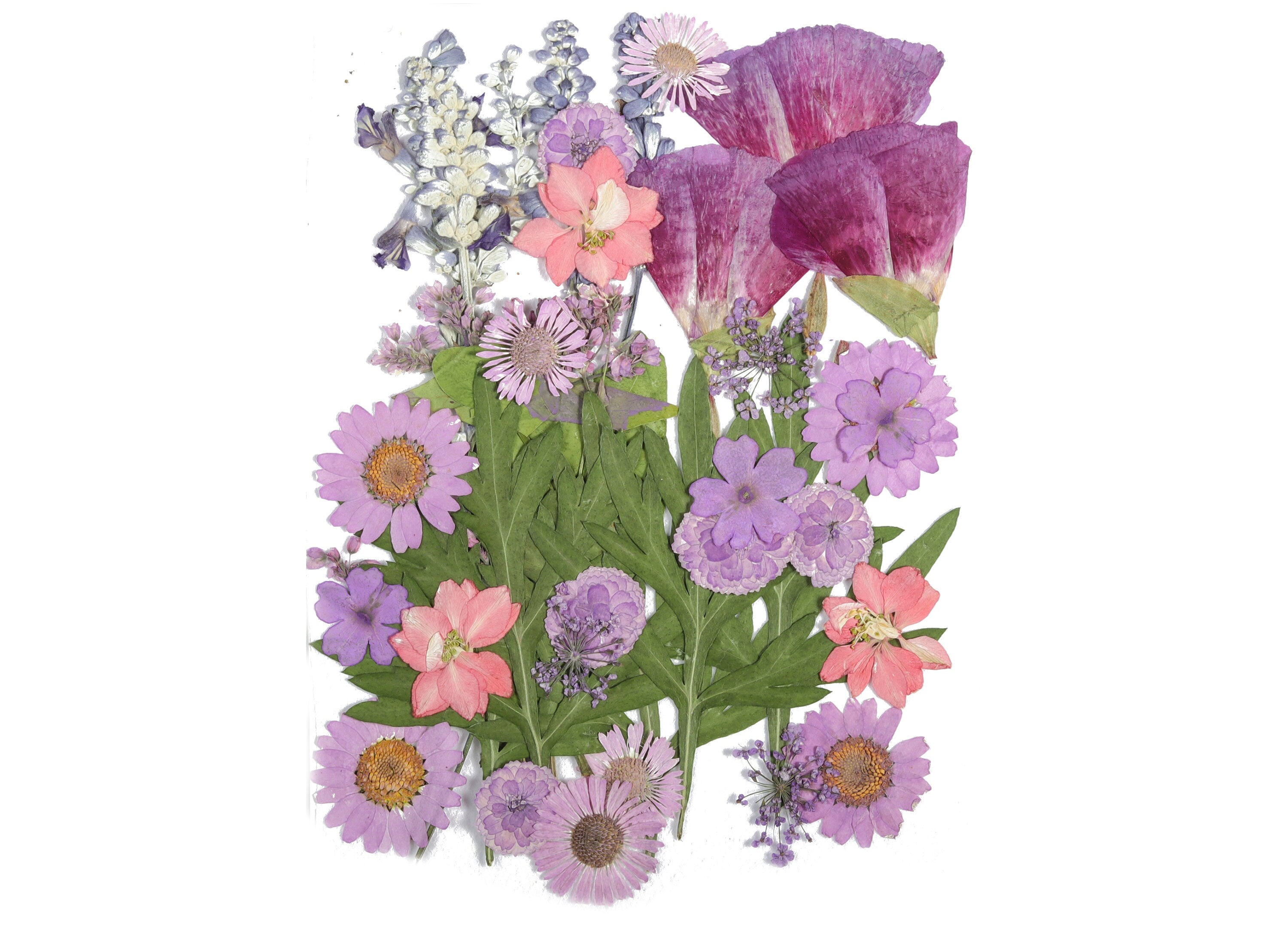 Dried Pressed Flowers For Crafts - Pressed Flowers Mix Pack - Dry Pressed Flower Art - Dried Real Flowers - Card Making - 145x106mm - HM1025 - DOMEDBAZAAR