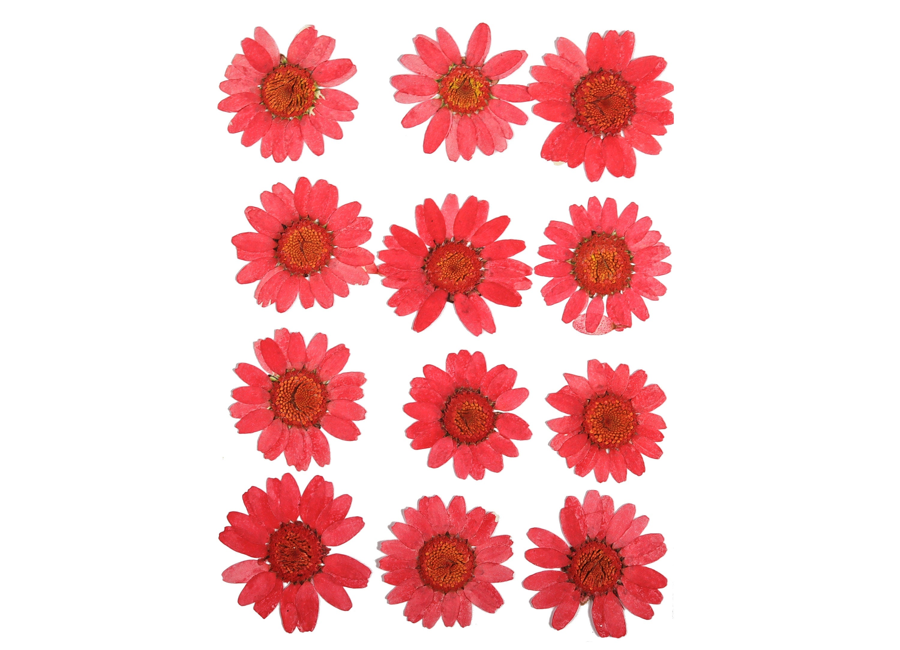 Dried Real Flowers For Crafts - Pressed Red Crystal Chrysanthemum - Dry Pressed Flower Art - Dried Real Flowers - 123.85x90.09mm - HM1041 - DOMEDBAZAAR