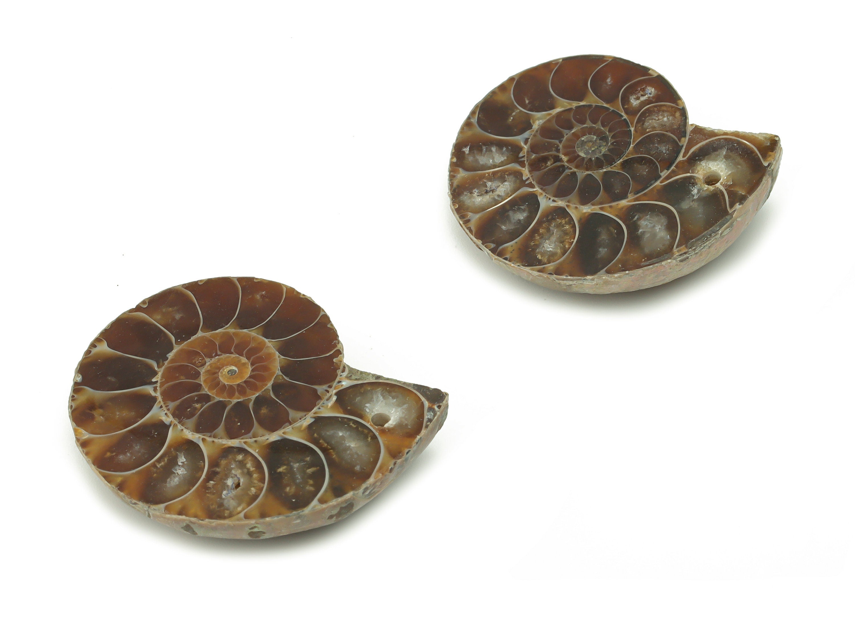 Ammonite Fossil Snails Pendant - Ammonite Fossil Charms – Ammonite Fossil Jewelry – Jewelry Supplies – Average Size - 29x24x7.3mm - NS1557 - DOMEDBAZAAR