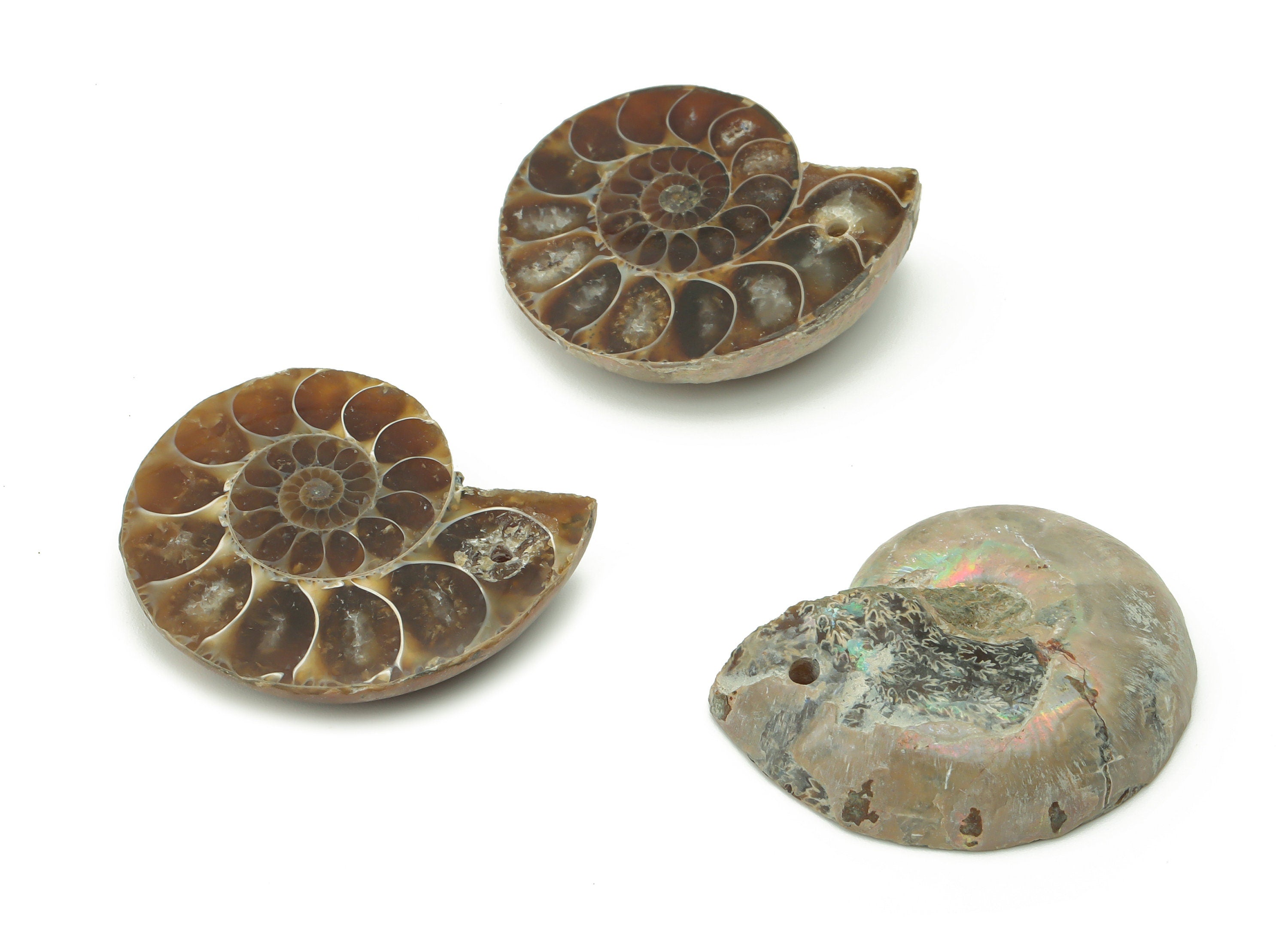 Ammonite Fossil Snails Pendant - Ammonite Fossil Charms – Ammonite Fossil Jewelry – Jewelry Supplies – Average Size - 29x24x7.3mm - NS1557 - DOMEDBAZAAR