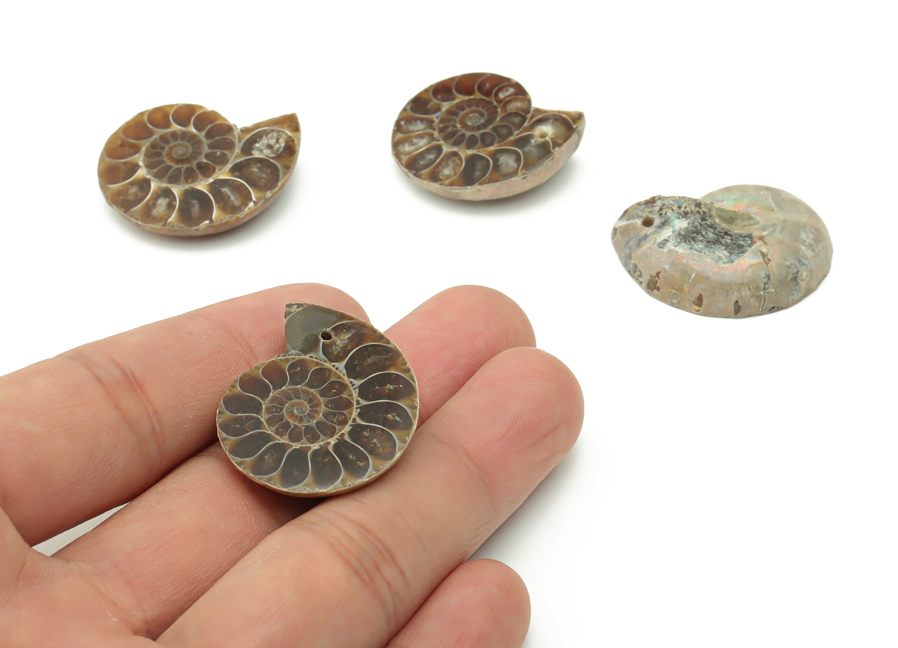 Ammonite Fossil Snails Pendant - Ammonite Fossil Charms – Ammonite Fossil Jewelry – Jewelry Supplies – Average Size - 29x24x7.3mm - NS1557 - DOMEDBAZAAR