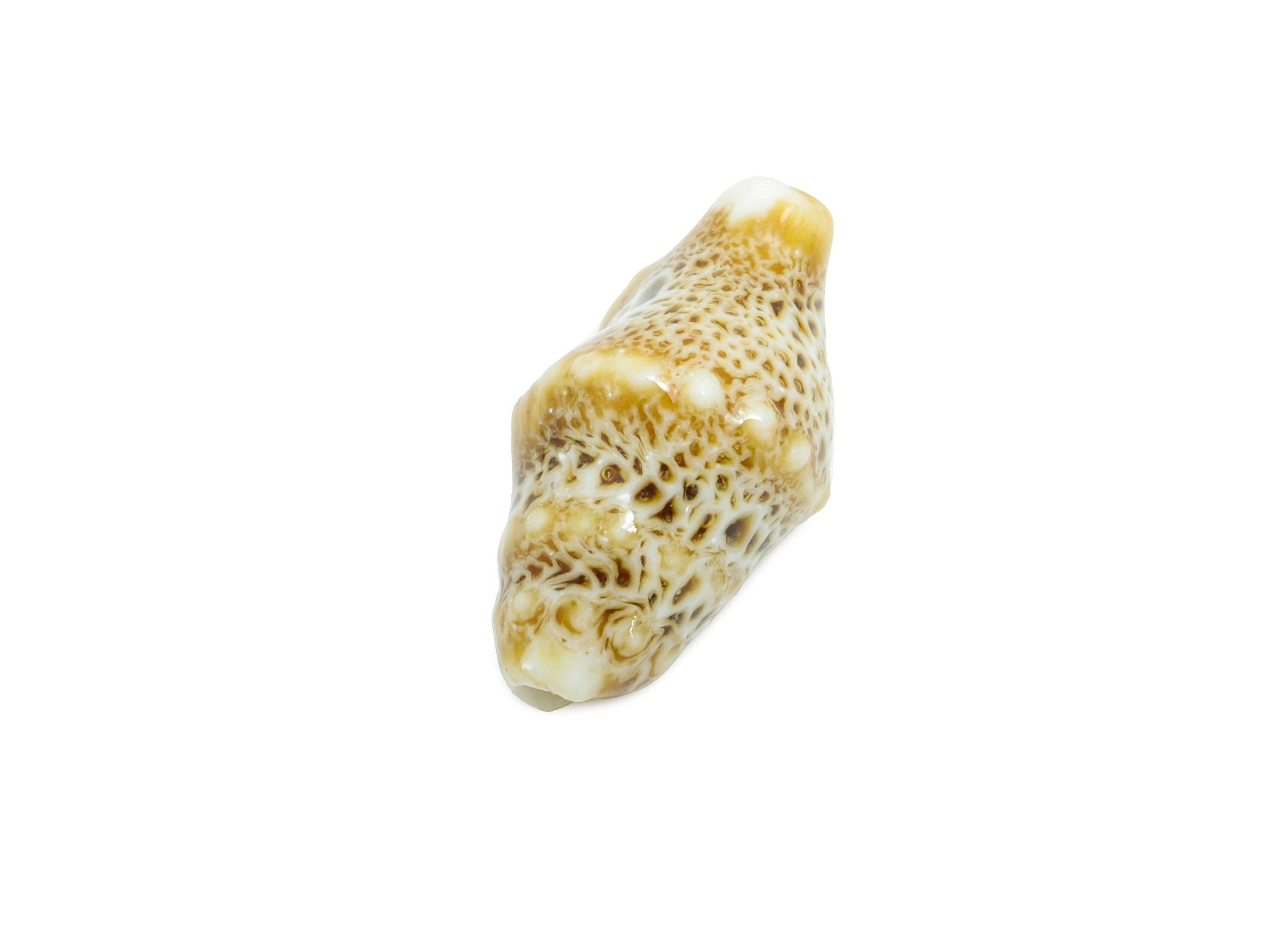Ceramic Shell Beads - Craft Beads for Necklace or Bracelet - Rustic Coastal Accessories - Textured Making Supplies - 20x11x10.73mm - NS2775J - DOMEDBAZAAR