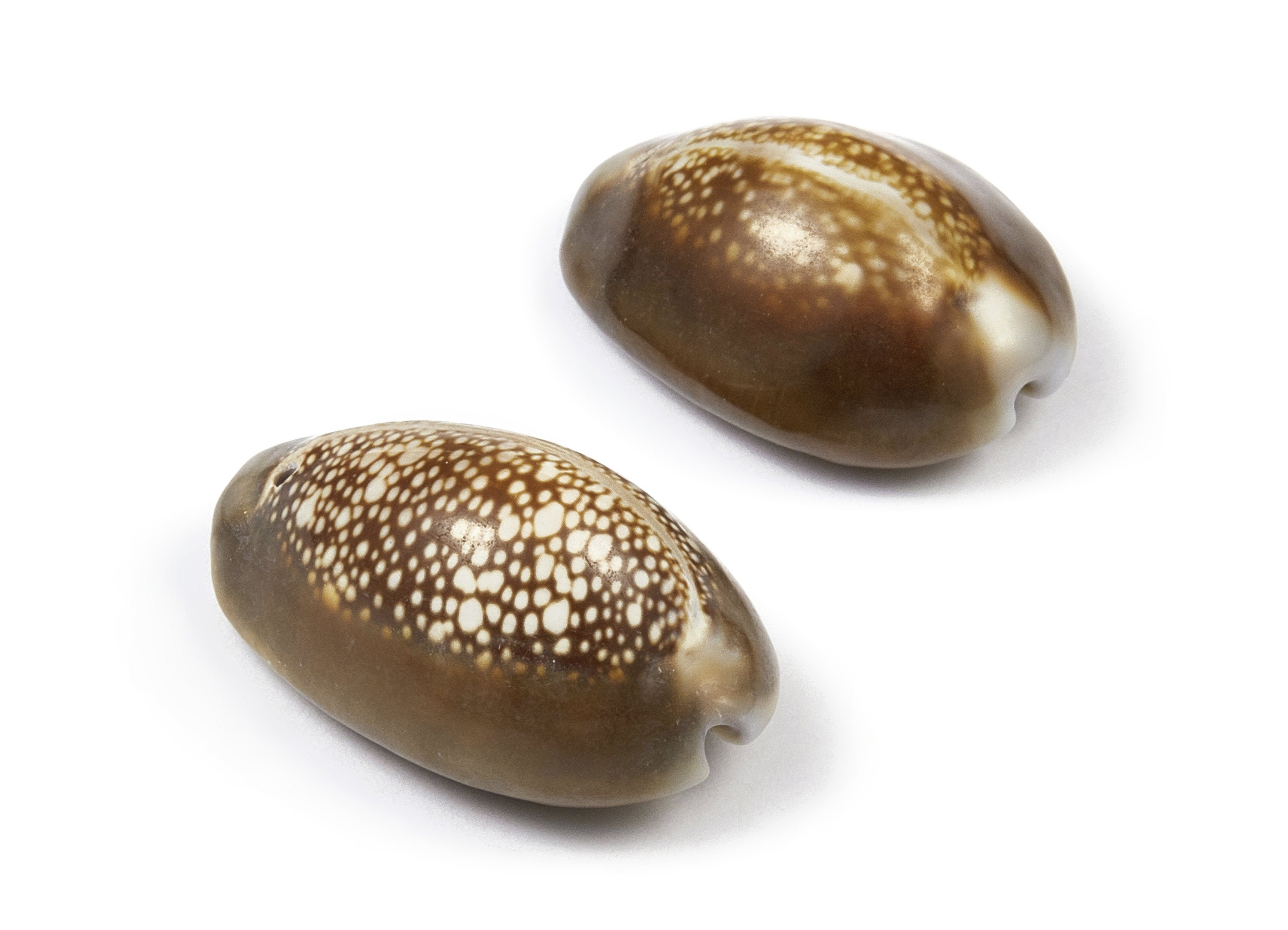 Cowrie Shell Charms - Mussel Shell Earrings and Pendant - Natural Seashell Earrings - 1 Hole - 31.14x21.01x14.08mm - SF1016 - DOMEDBAZAAR