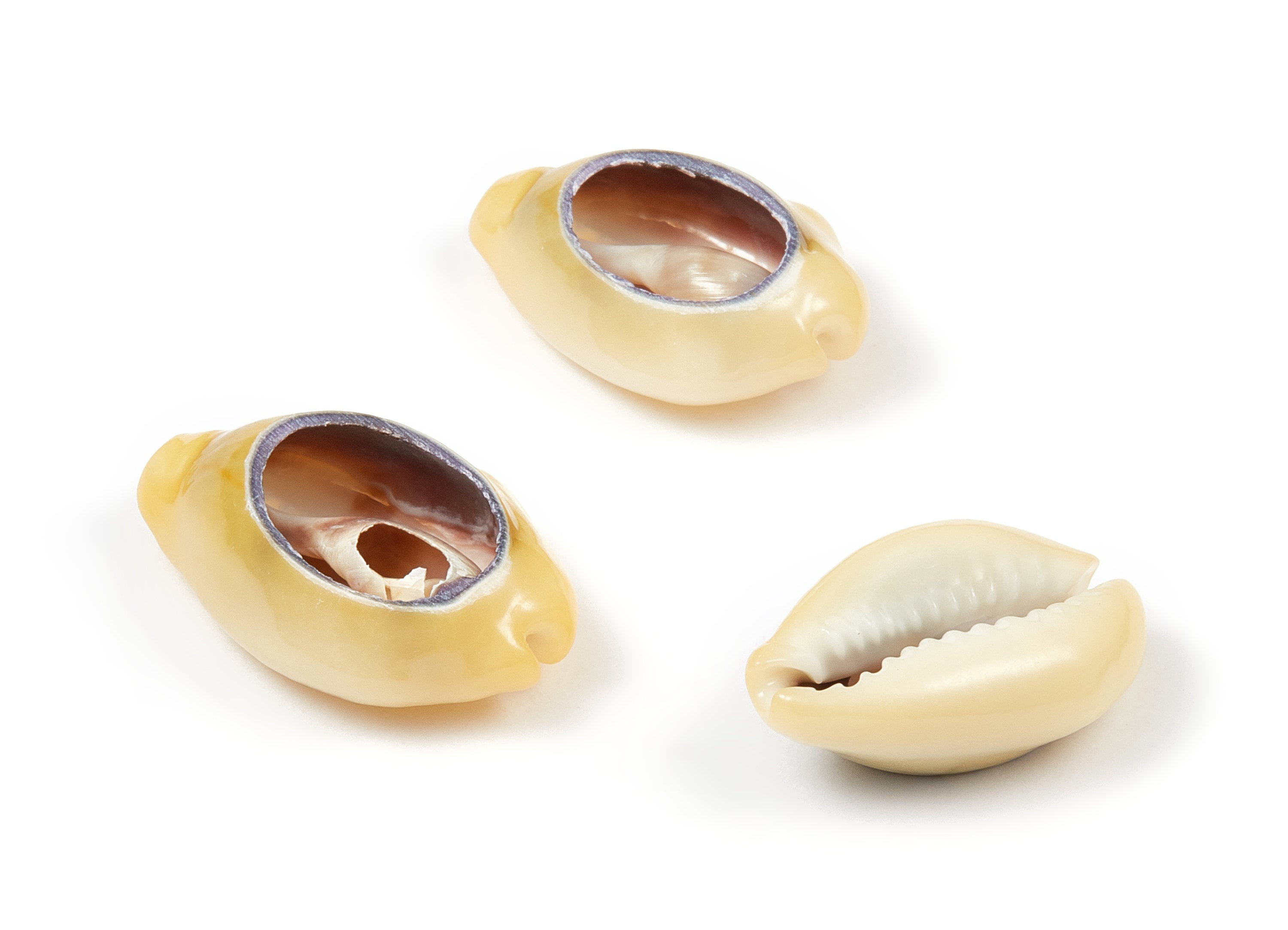Open Cowrie Charms - Mussel Shell Earrings - Cut Open Seashell Pendant - Natural Seashell Earrings - 26.63x18.73x8.41mm - SF1013 - DOMEDBAZAAR
