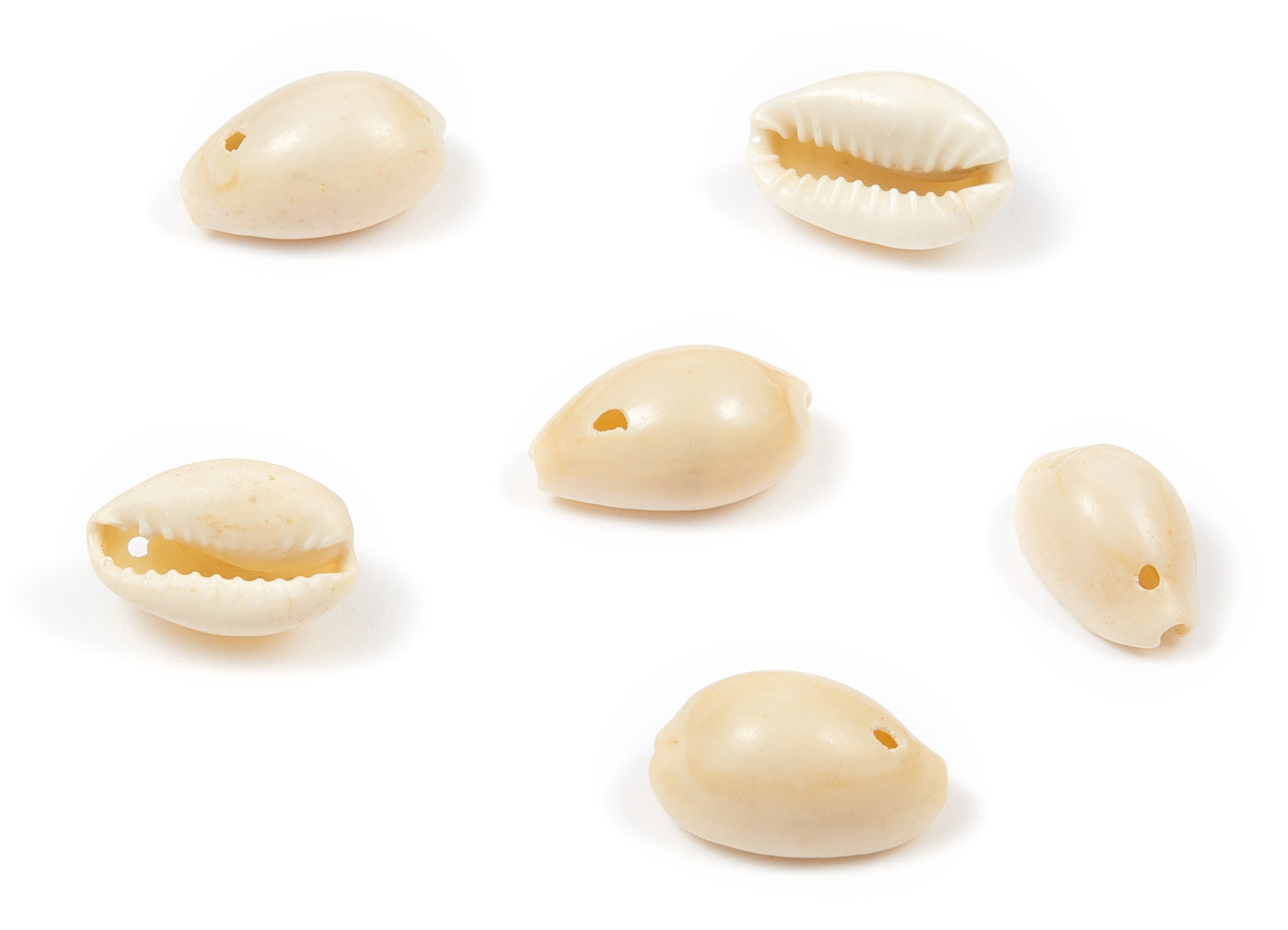 Cowrie Seashell Charms - Mussel Shell Earrings and Pendant - Natural Seashell Earrings - 1 Hole - 16.06x10.64x8.11mm - SF1048 - DOMEDBAZAAR