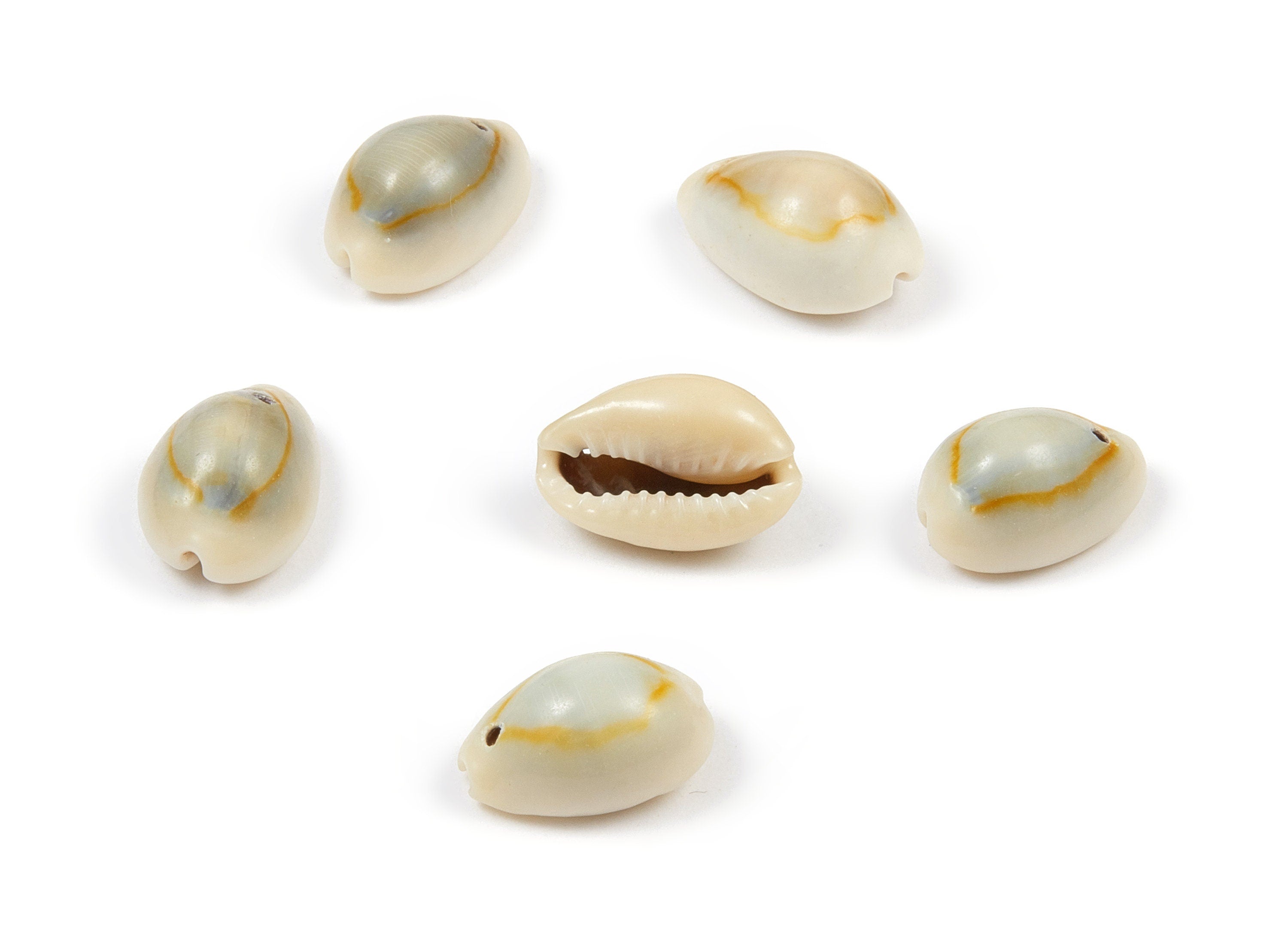 Cowrie Seashell Charms - Mussel Shell Earrings and Pendant - Natural Seashell Earrings - 1 Hole - 18.22x11.18x9.32mm - SF1044 - DOMEDBAZAAR