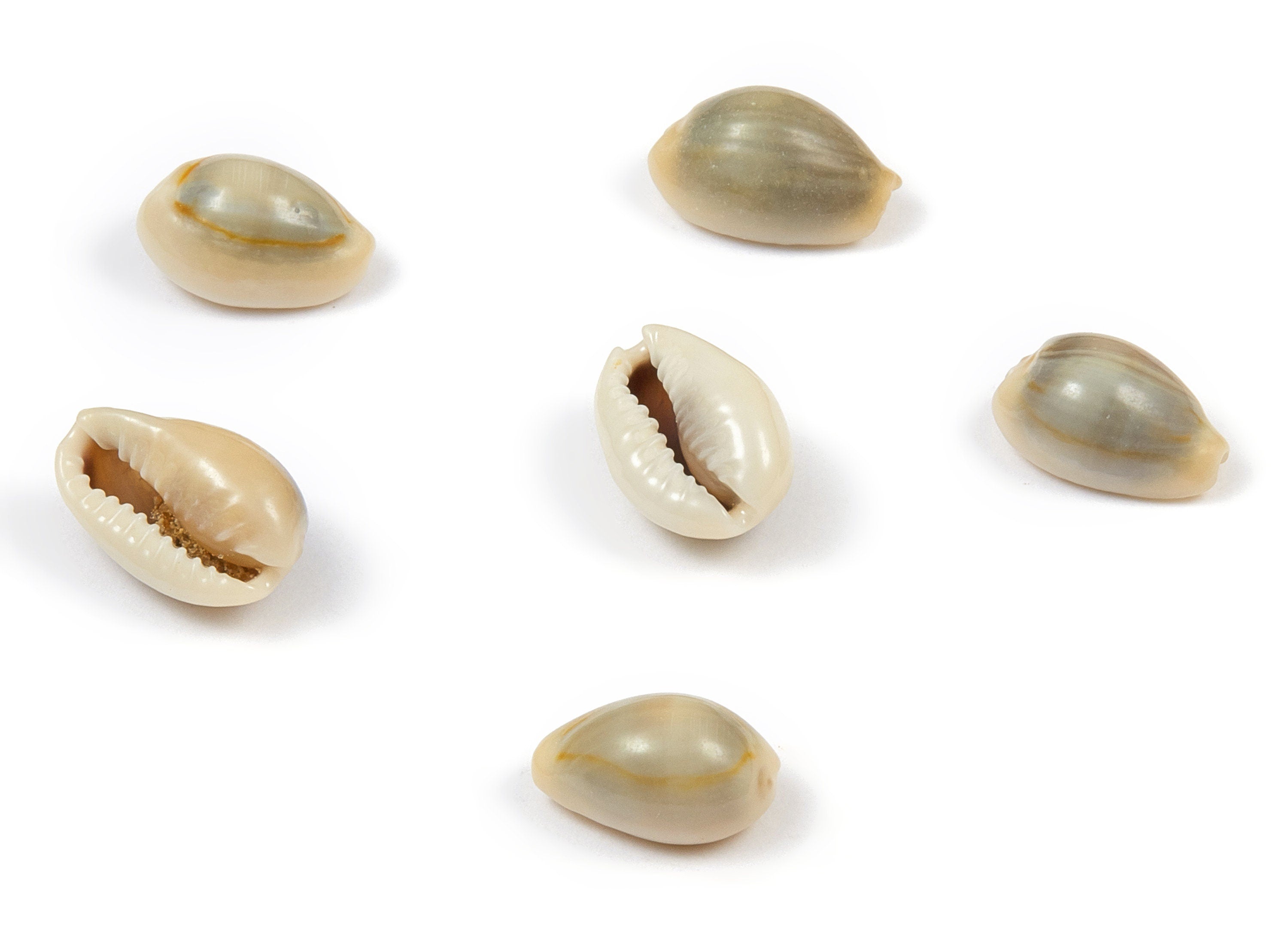 Cowrie Seashell Charms - Mussel Shell Earrings and Pendant - Natural Seashell Earrings - No Hole - 13.51x8.59x5.96mm - SF1045 - DOMEDBAZAAR