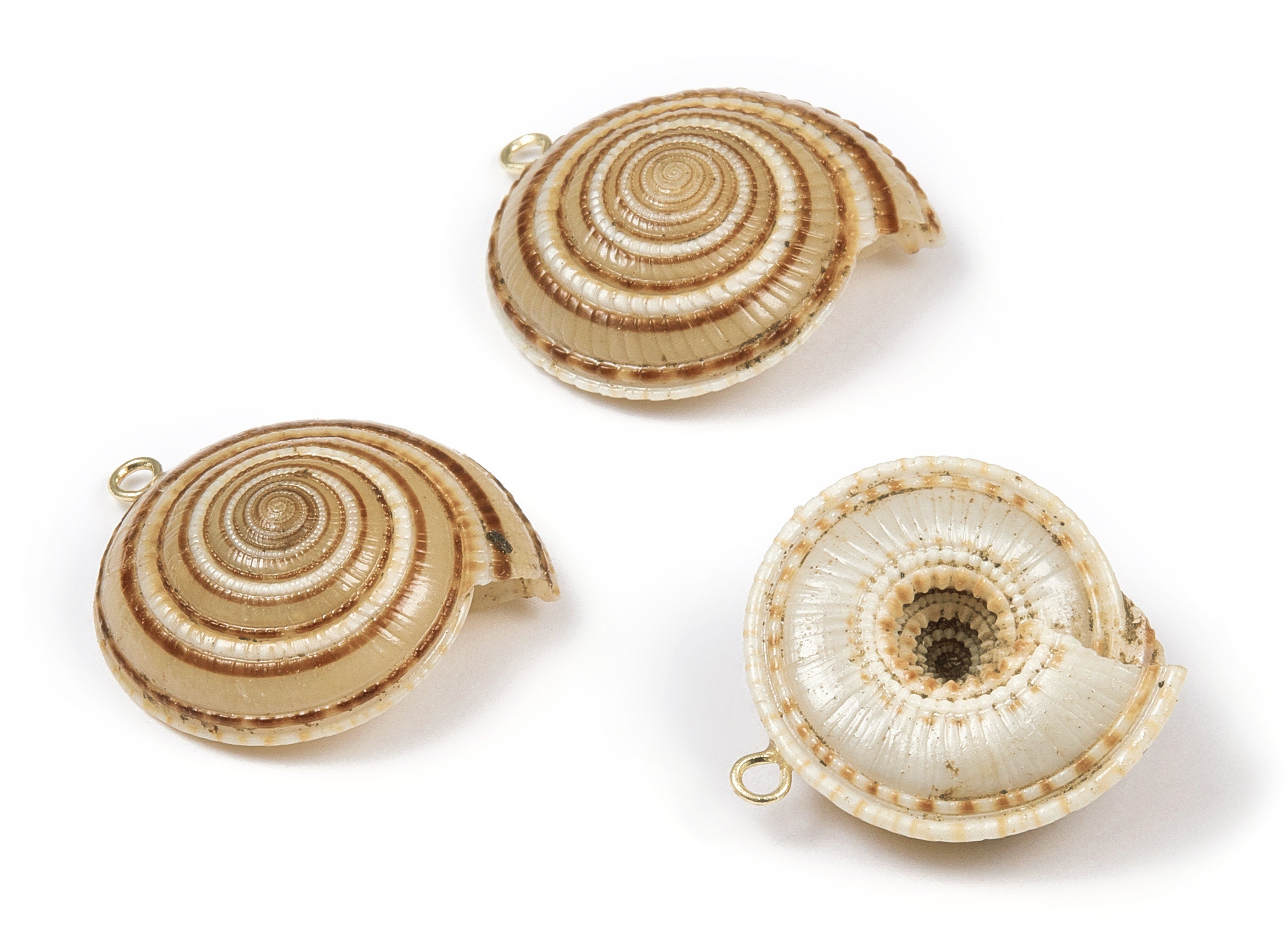 Whelk Seashell Charms - Seashell Earrings and Pendant-  Earring Charms - Natural Seashell - 1 Hole - 27.9x26.6 - SF1096 - DOMEDBAZAAR