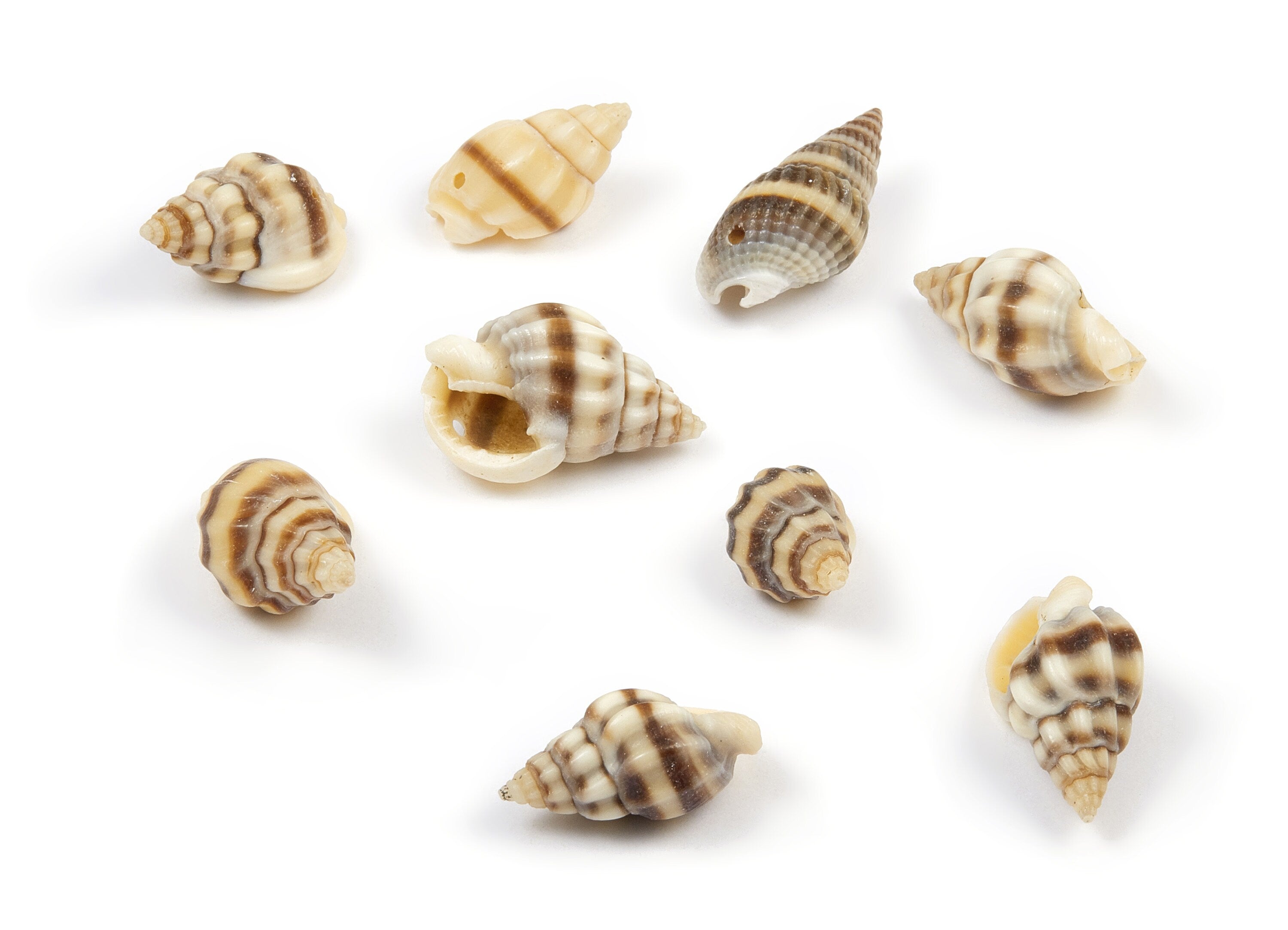 Whelk Seashell Charms - Mussel Shell Pendant - Natural Seashell Earrings - 1 Hole - 20.29x11.85x9.83mm - SF1021 - DOMEDBAZAAR