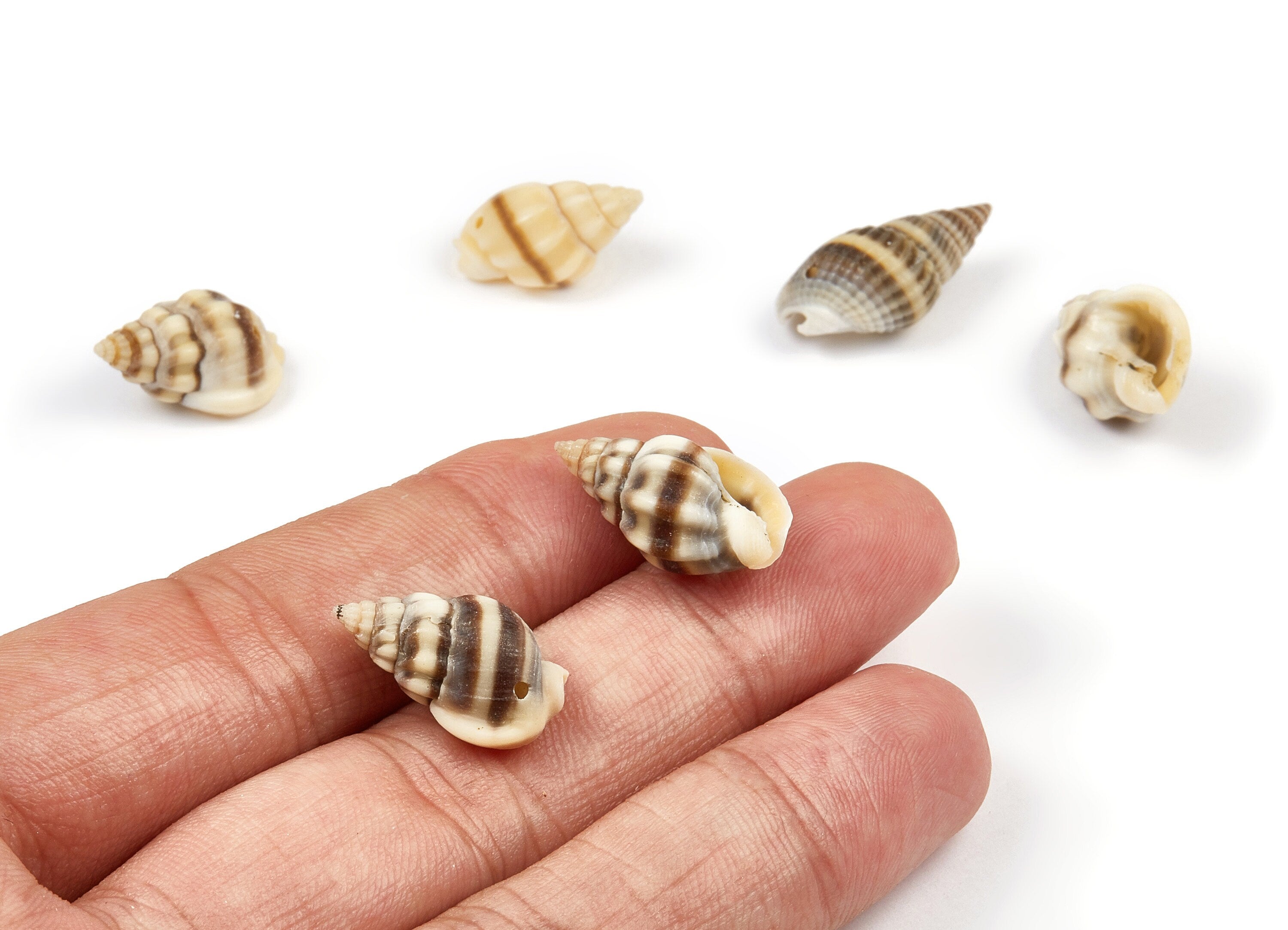 Whelk Seashell Charms - Mussel Shell Pendant - Natural Seashell Earrings - 1 Hole - 20.29x11.85x9.83mm - SF1021 - DOMEDBAZAAR