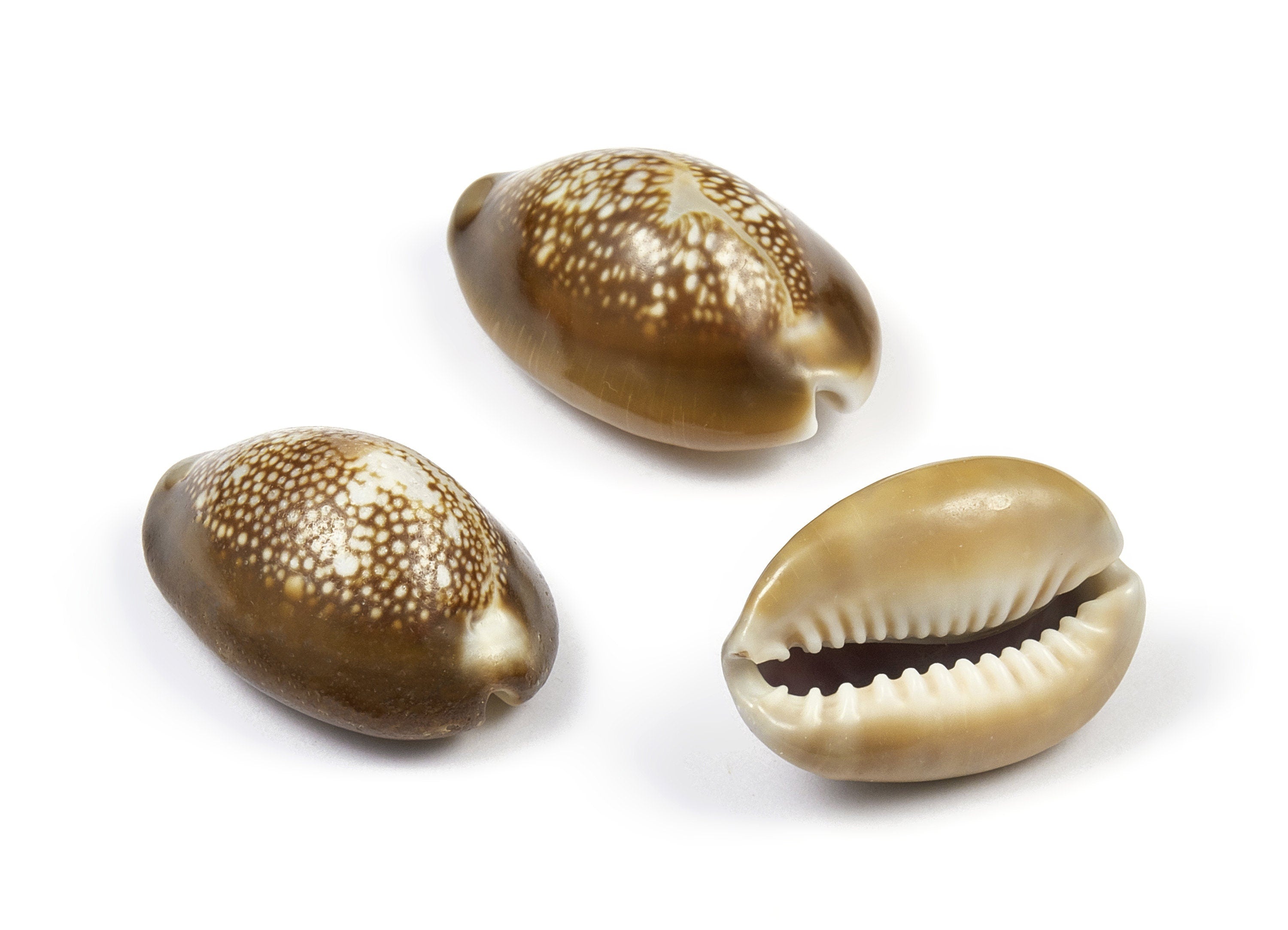 Cowrie Shell Charms - Mussel Shell Earrings and Pendant - Natural Seashell Earrings - No Hole - 34.39x20.5x17.29mm - SF1017 - DOMEDBAZAAR