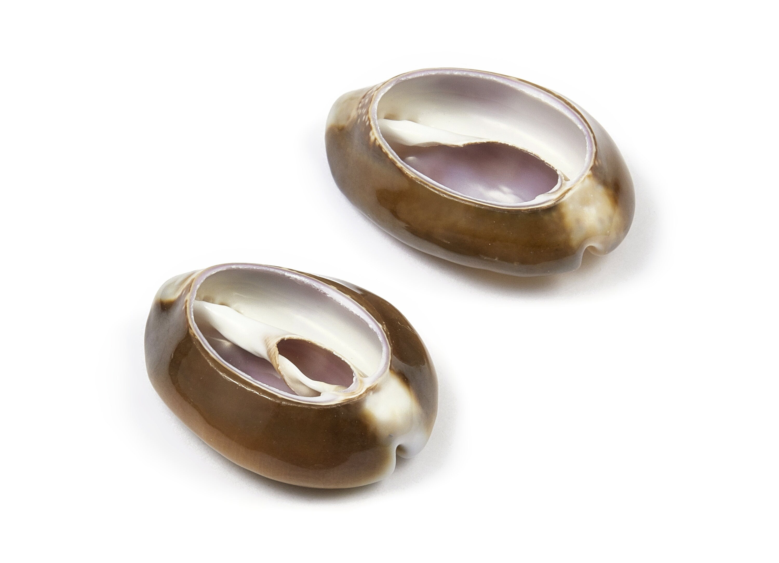 Open Cowrie Charms - Mussel Shell Earrings - Cut Open Seashell Pendant - Natural Seashell Earrings - 30.79x23.27x7.27mm - SF1012 - DOMEDBAZAAR