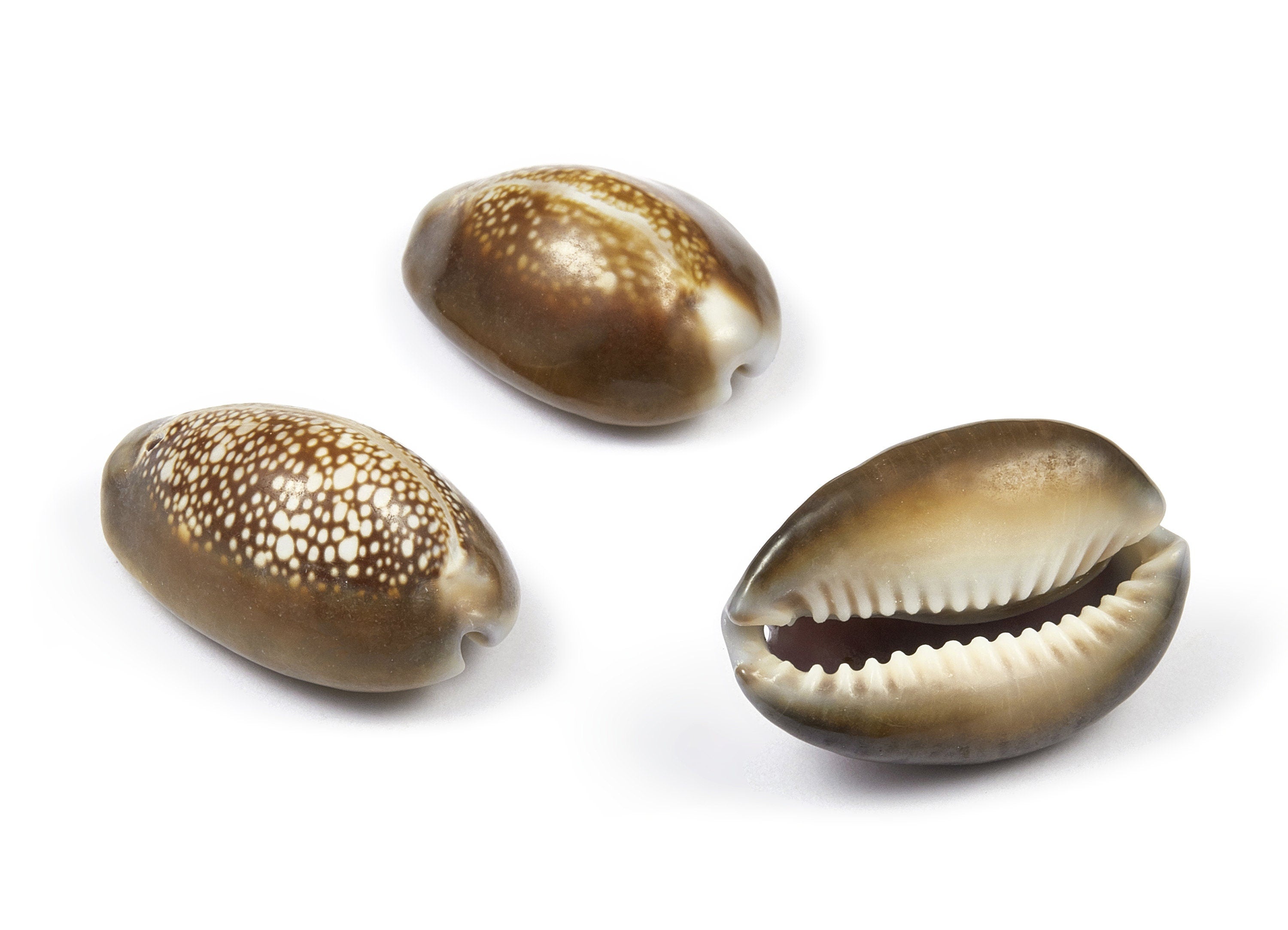 Cowrie Shell Charms - Mussel Shell Earrings and Pendant - Natural Seashell Earrings - 1 Hole - 31.14x21.01x14.08mm - SF1016 - DOMEDBAZAAR