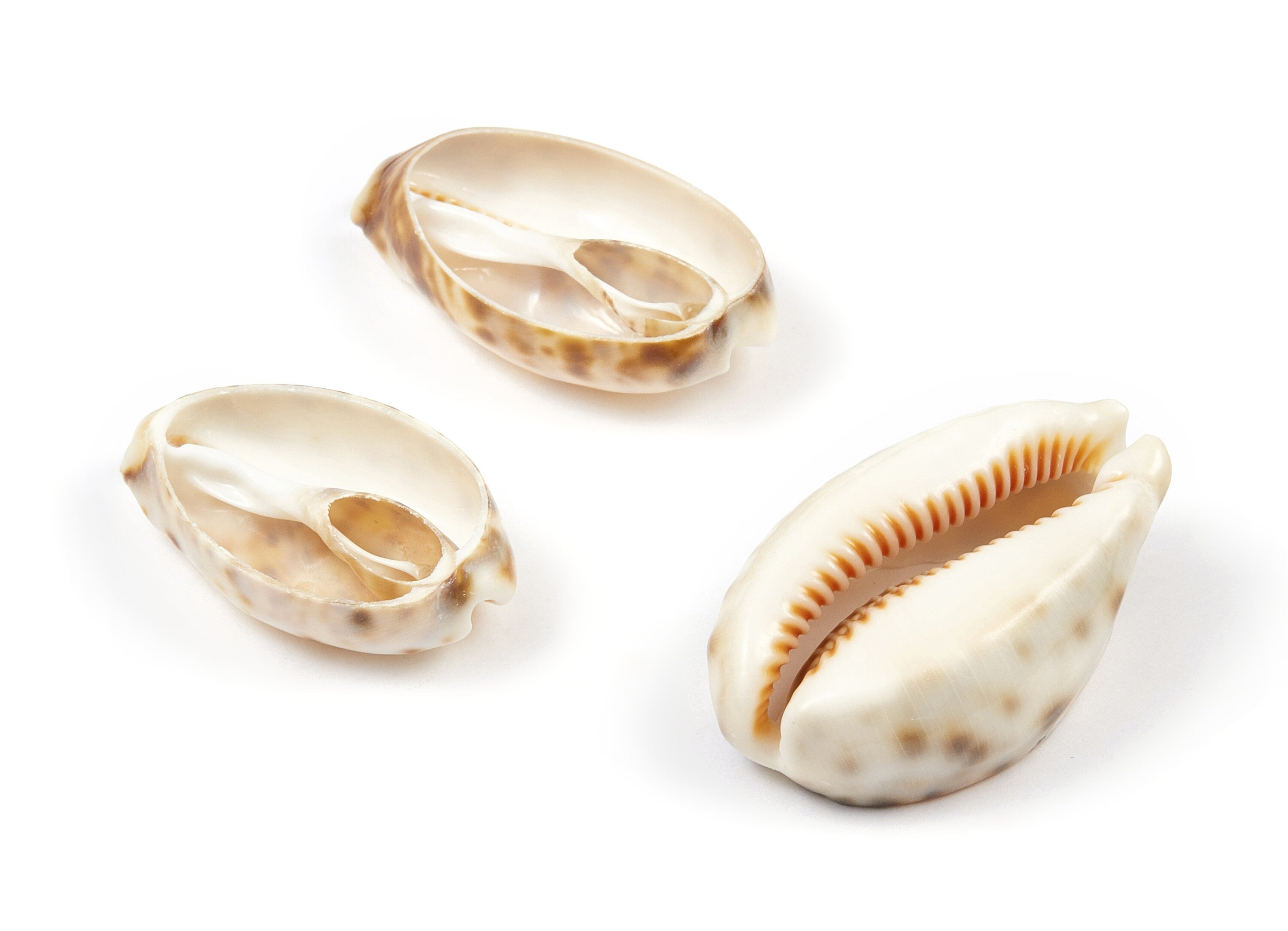 Open Cowrie Charms - Mussel Shell Earrings - Cut Open Seashell Pendant - Natural Seashell Earrings - 35.21x17.5x6.89mm - SF1015 - DOMEDBAZAAR