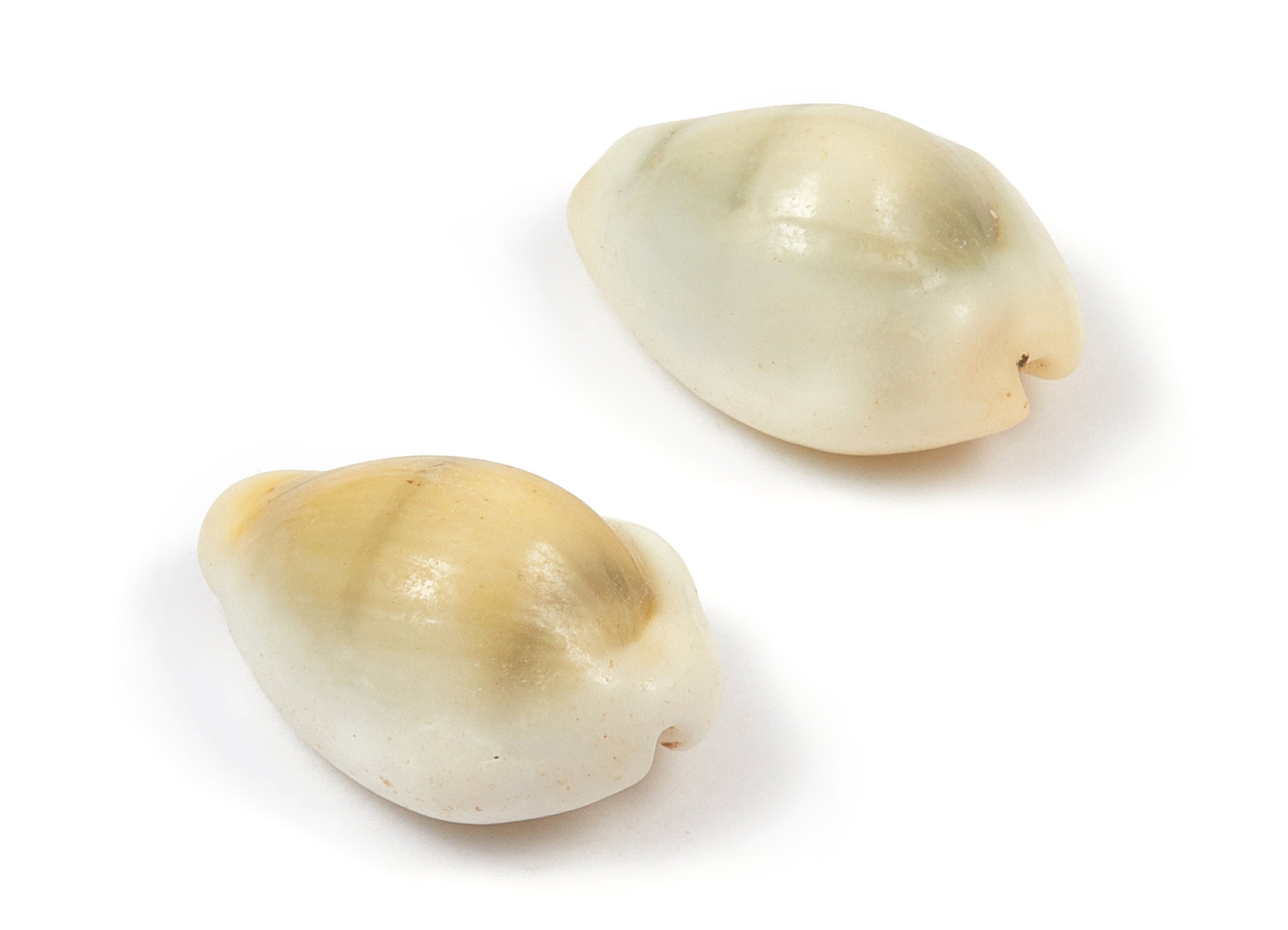 Cowrie Shell Charms - Mussel Shell Earrings and Pendant - Natural Seashell Earrings - No Hole - 23.55x14.77x10.5mm - SF1014 - DOMEDBAZAAR