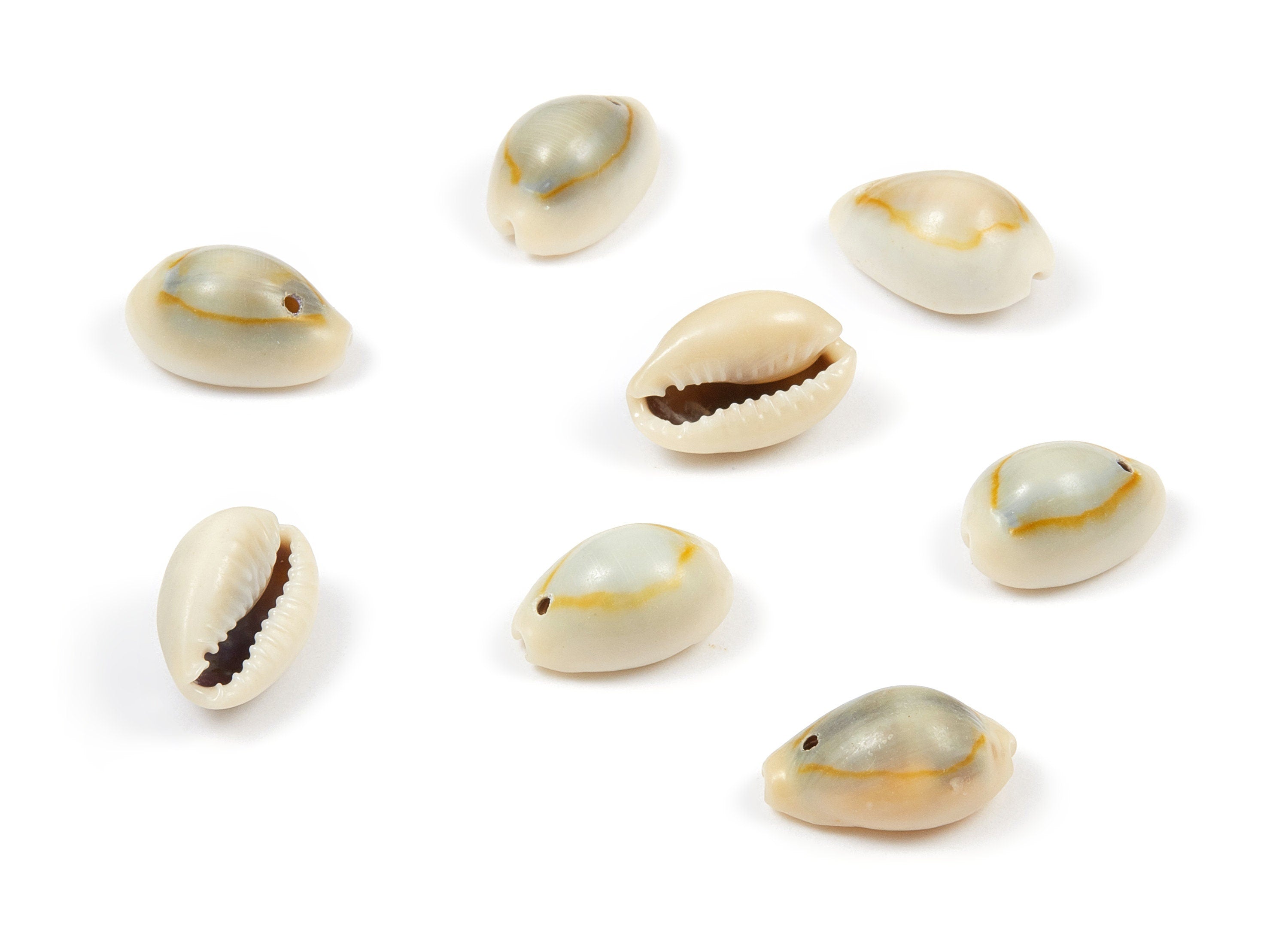 Cowrie Seashell Charms - Mussel Shell Earrings and Pendant - Natural Seashell Earrings - 1 Hole - 18.22x11.18x9.32mm - SF1044 - DOMEDBAZAAR
