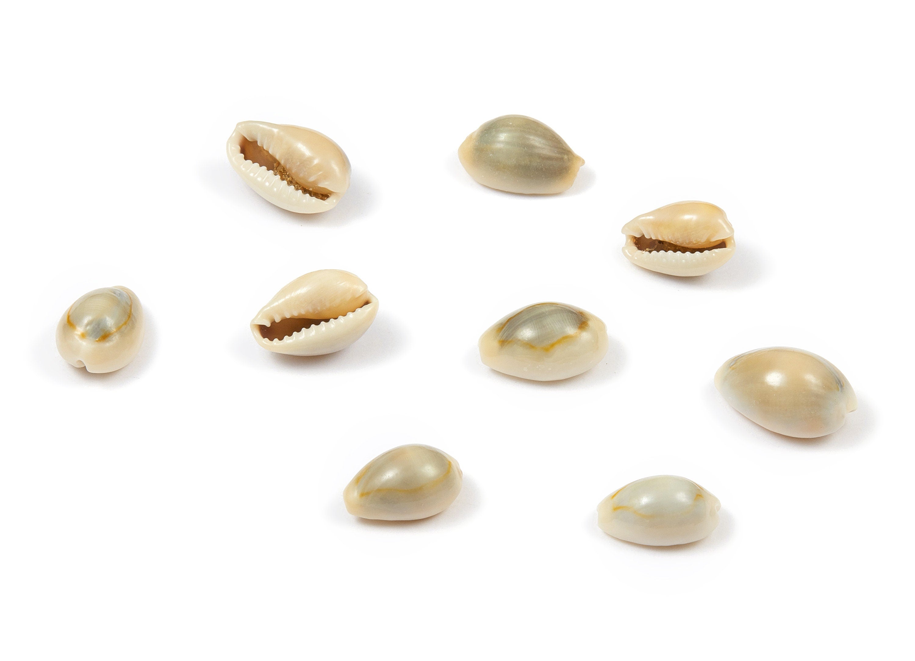 Cowrie Seashell Charms - Mussel Shell Earrings and Pendant - Natural Seashell Earrings - No Hole - 13.51x8.59x5.96mm - SF1045 - DOMEDBAZAAR