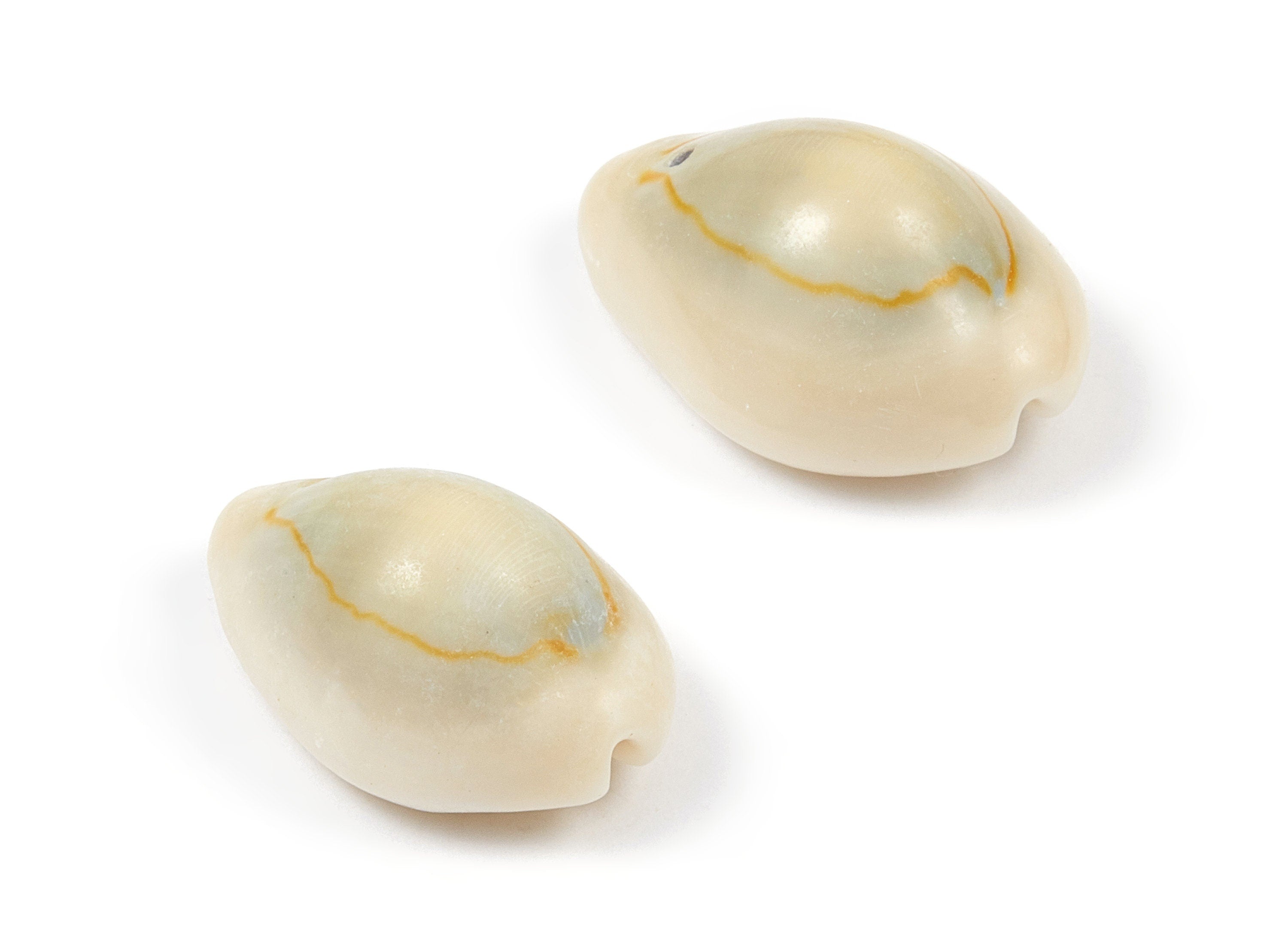 Cowrie Seashell Charms - Mussel Shell Earrings and Pendant - Natural Seashell Earrings - 1 Hole - 25.31x16.29x11.33mm - SF1052 - DOMEDBAZAAR